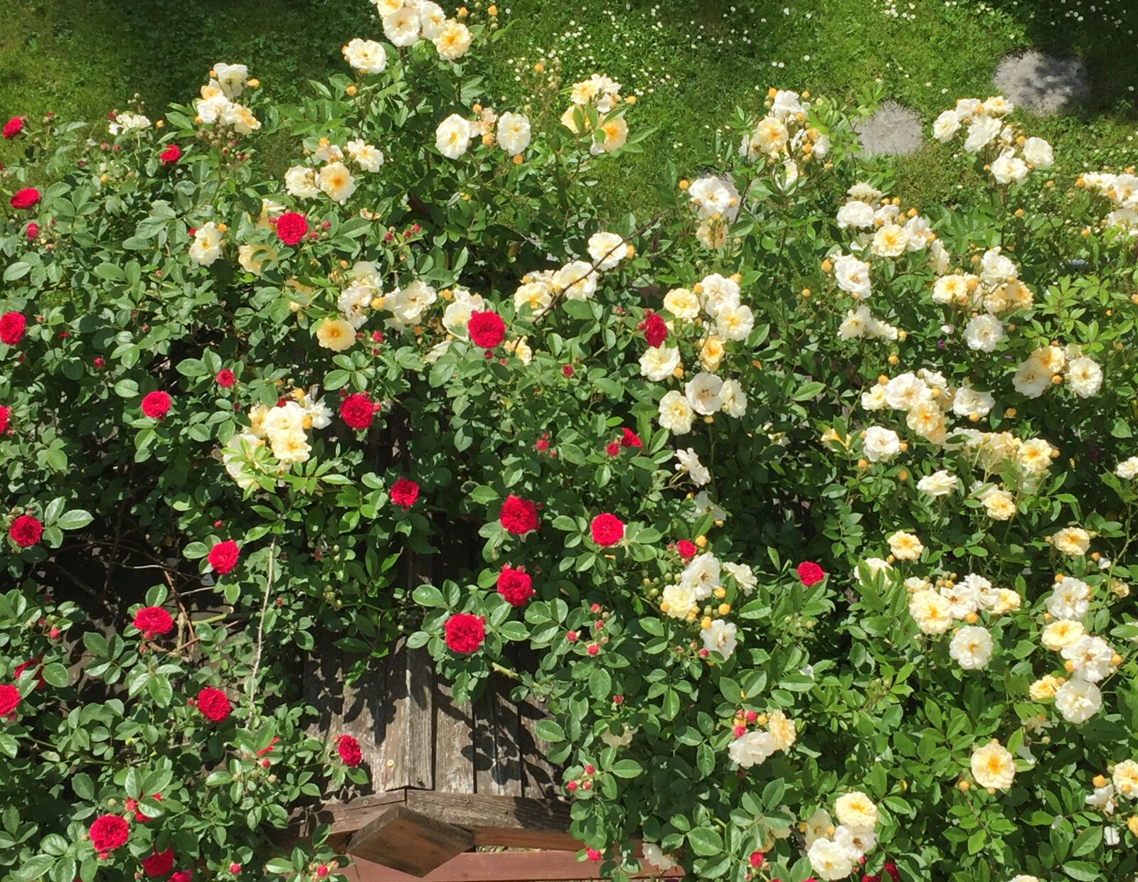 Apple iPhone 6 sample photo. Bush roses, flowers, roses photography