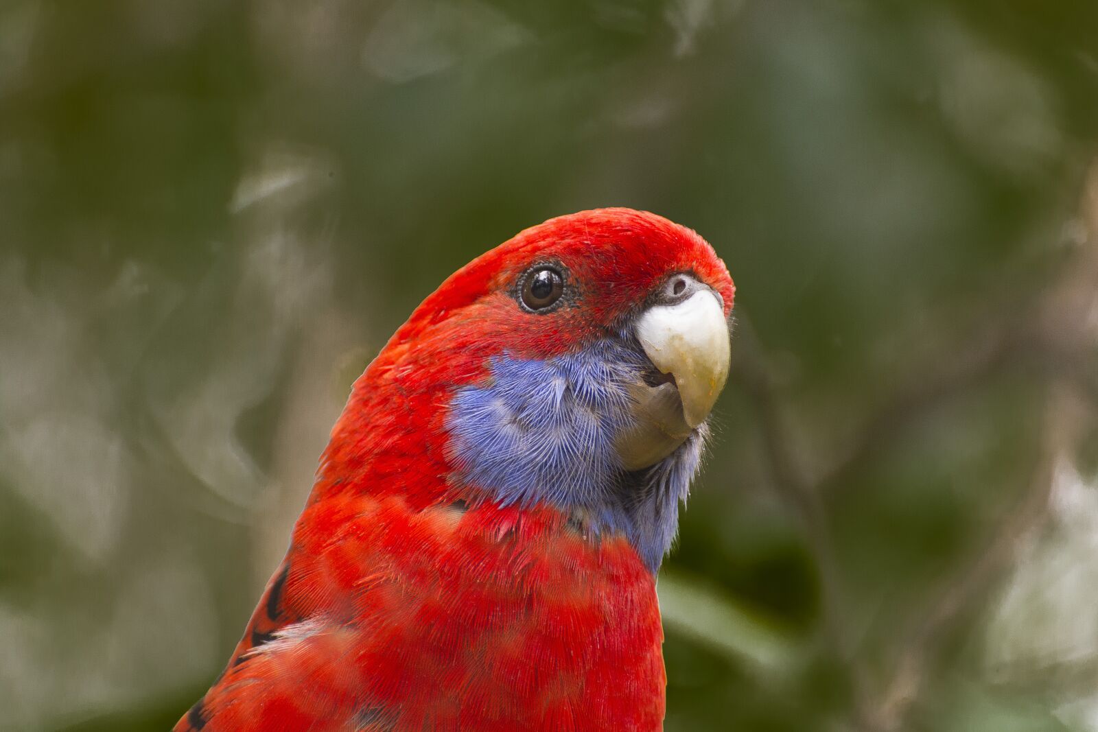 Nikon D7100 sample photo. Bird, australia, naturaleza photography