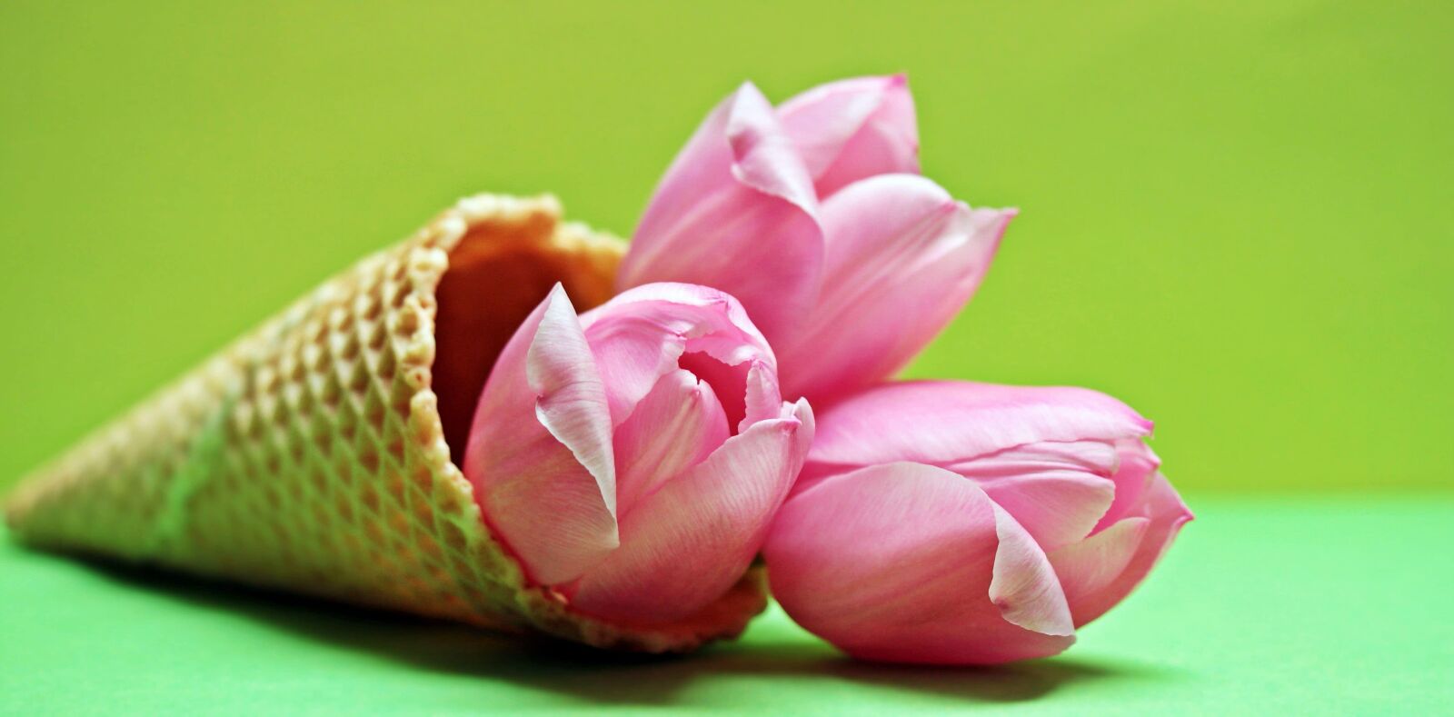 Canon EOS 550D (EOS Rebel T2i / EOS Kiss X4) sample photo. Flower, tulip, pink, plant photography