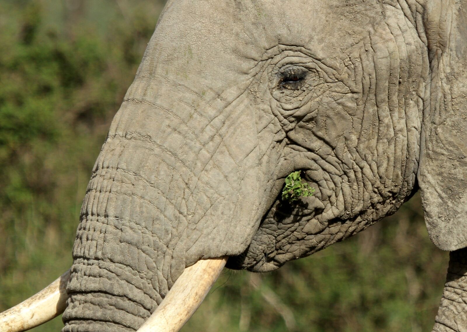 Canon EOS 7D sample photo. Elephant, wildlife, trunk photography