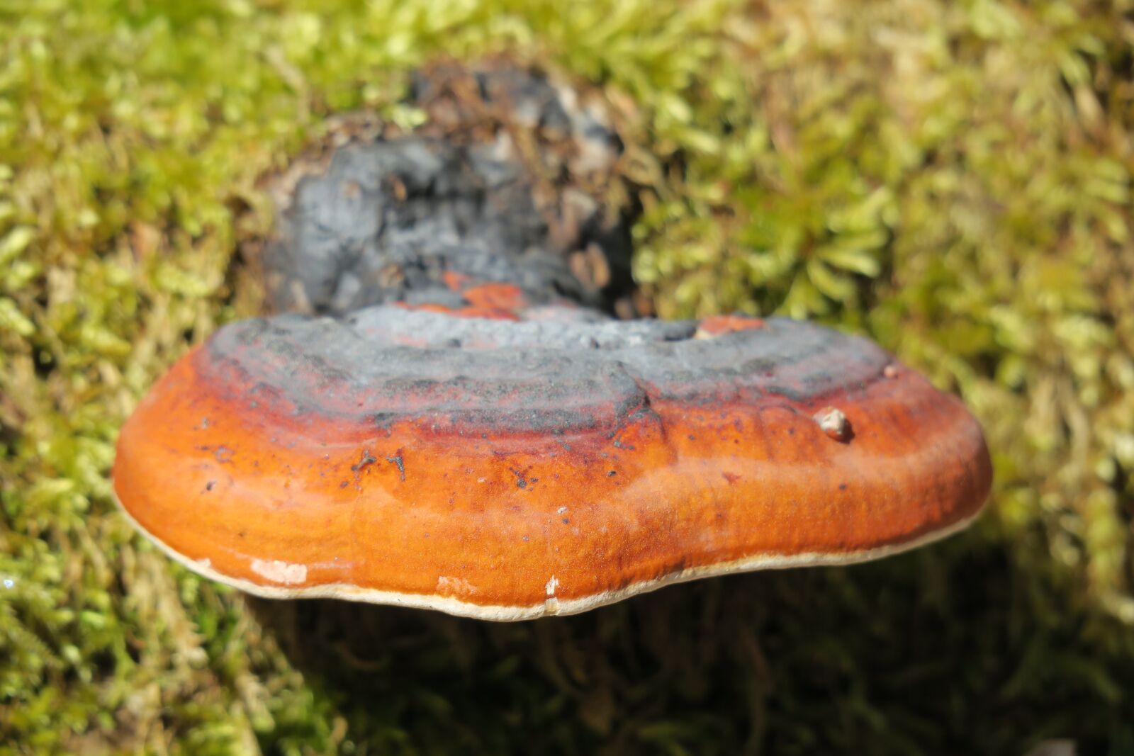 Canon PowerShot G3 X sample photo. Tree fungus, nature, mushroom photography