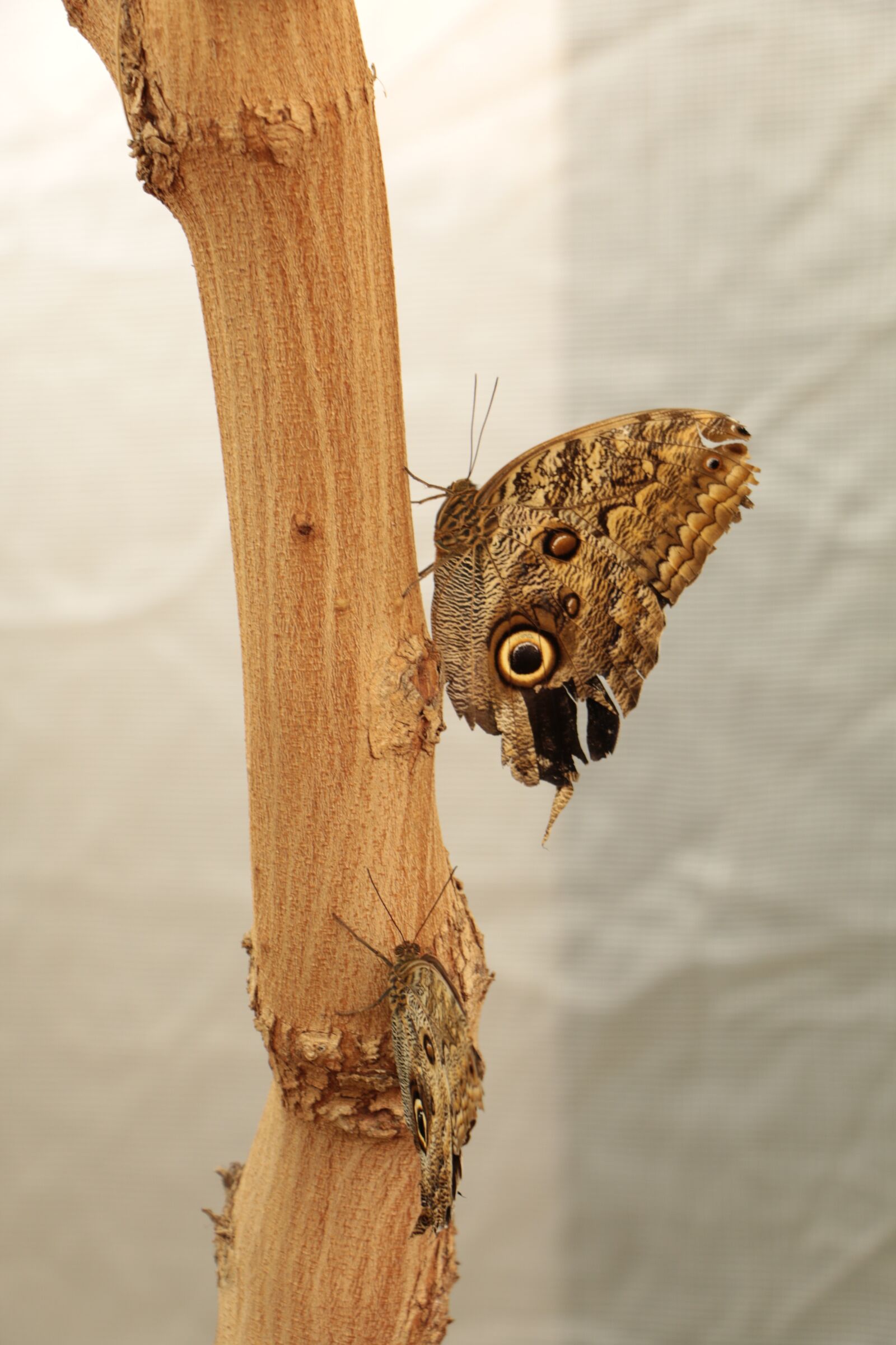 Canon EOS 70D sample photo. Wood, nature, wallpaper photography