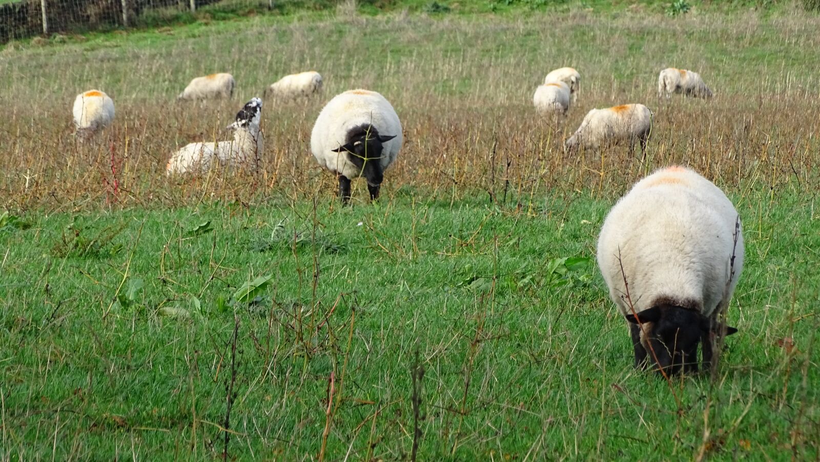 Sony Cyber-shot DSC-HX400V sample photo. Sheep, grass, field photography