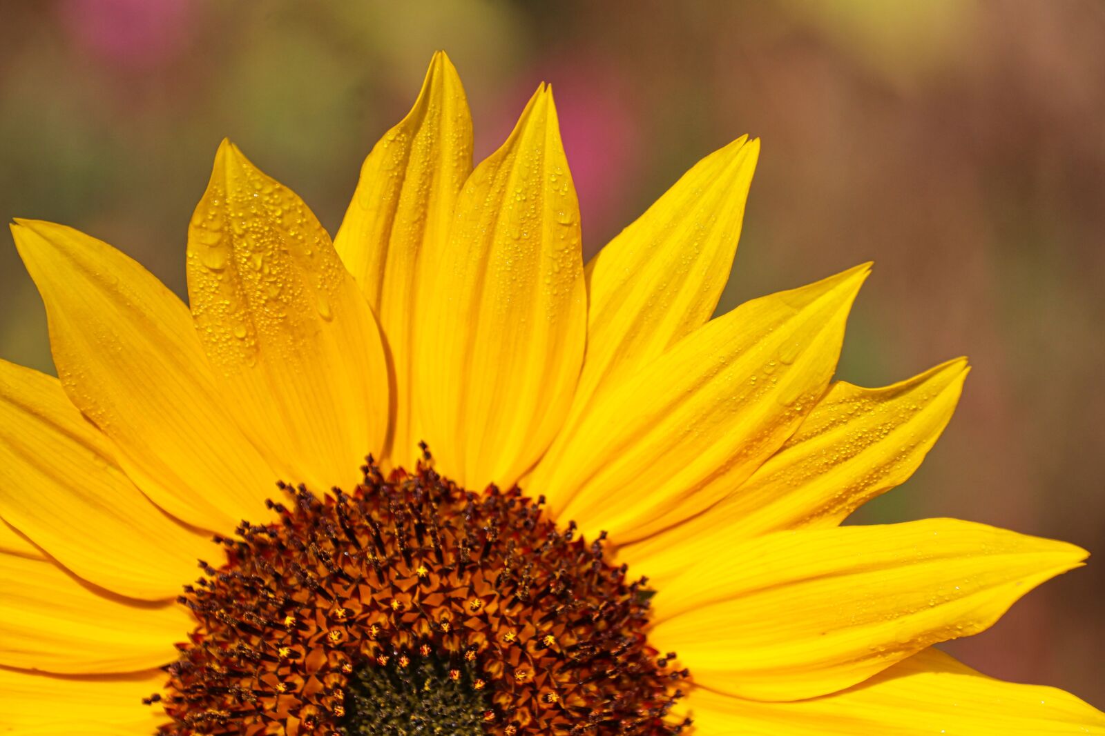 Canon EOS 80D sample photo. Sunflower, pollen, dew drops photography