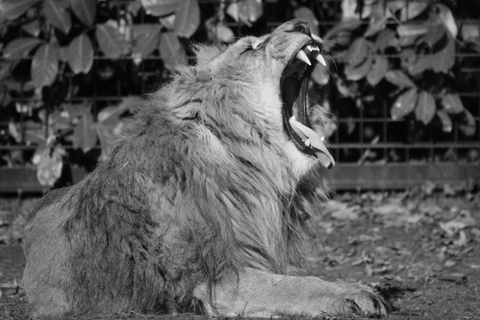 Nikon D7200 sample photo. Lion, animal, predator photography