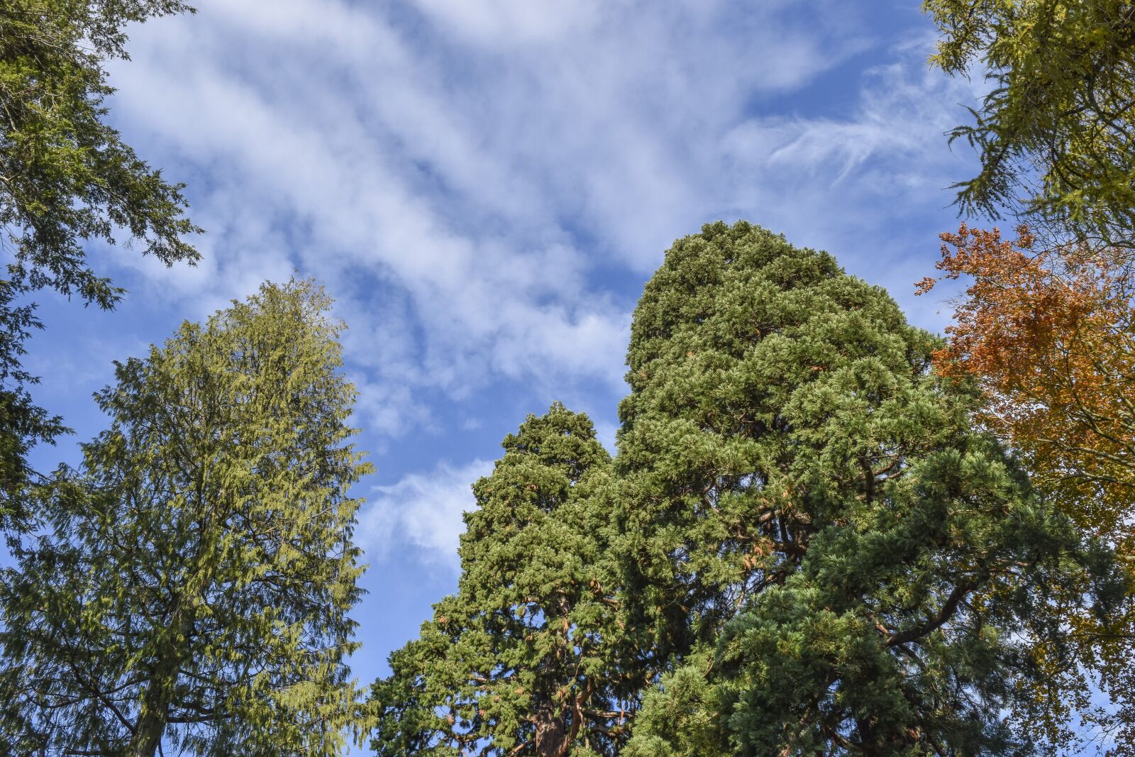 Nikon D3300 sample photo. Trees, forest, nature photography