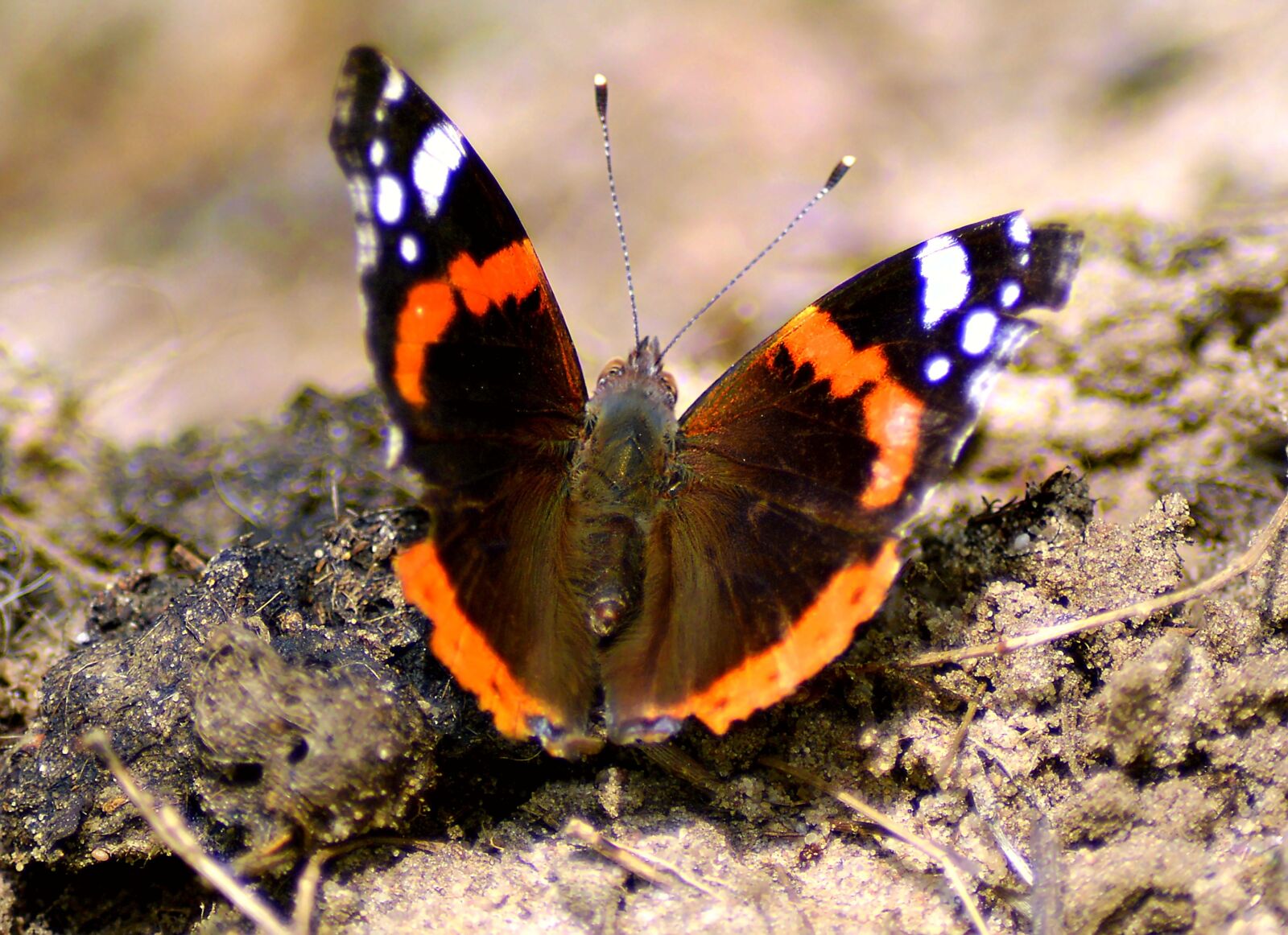 Nikon D3200 sample photo. Admiral, butterfly, wing photography