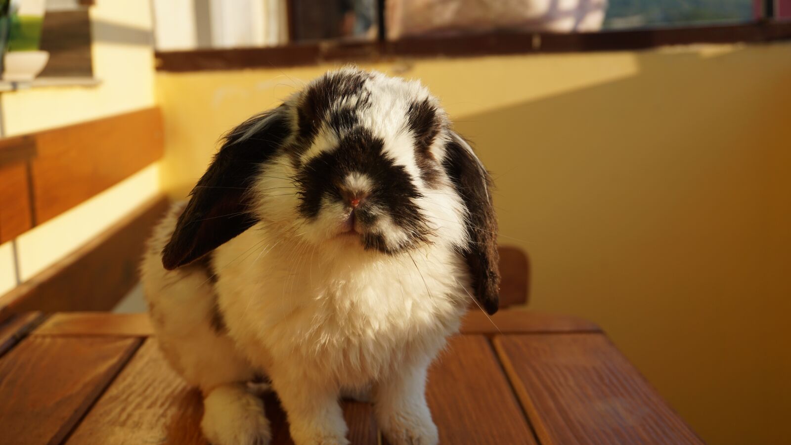 Sony E 16-50mm F3.5-5.6 PZ OSS sample photo. Animal, rabbit, pet photography