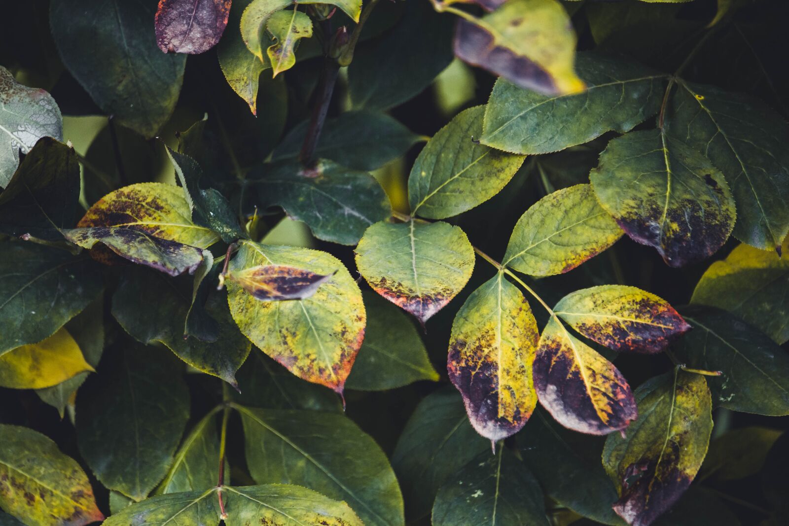 Canon EOS 100D (EOS Rebel SL1 / EOS Kiss X7) sample photo. Autumn leaves, autumn colors photography