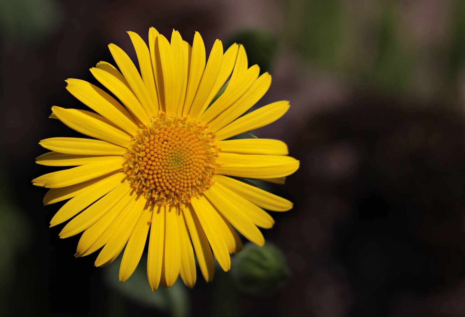 Canon EOS 80D sample photo. Summer, shadow, yellow flower photography