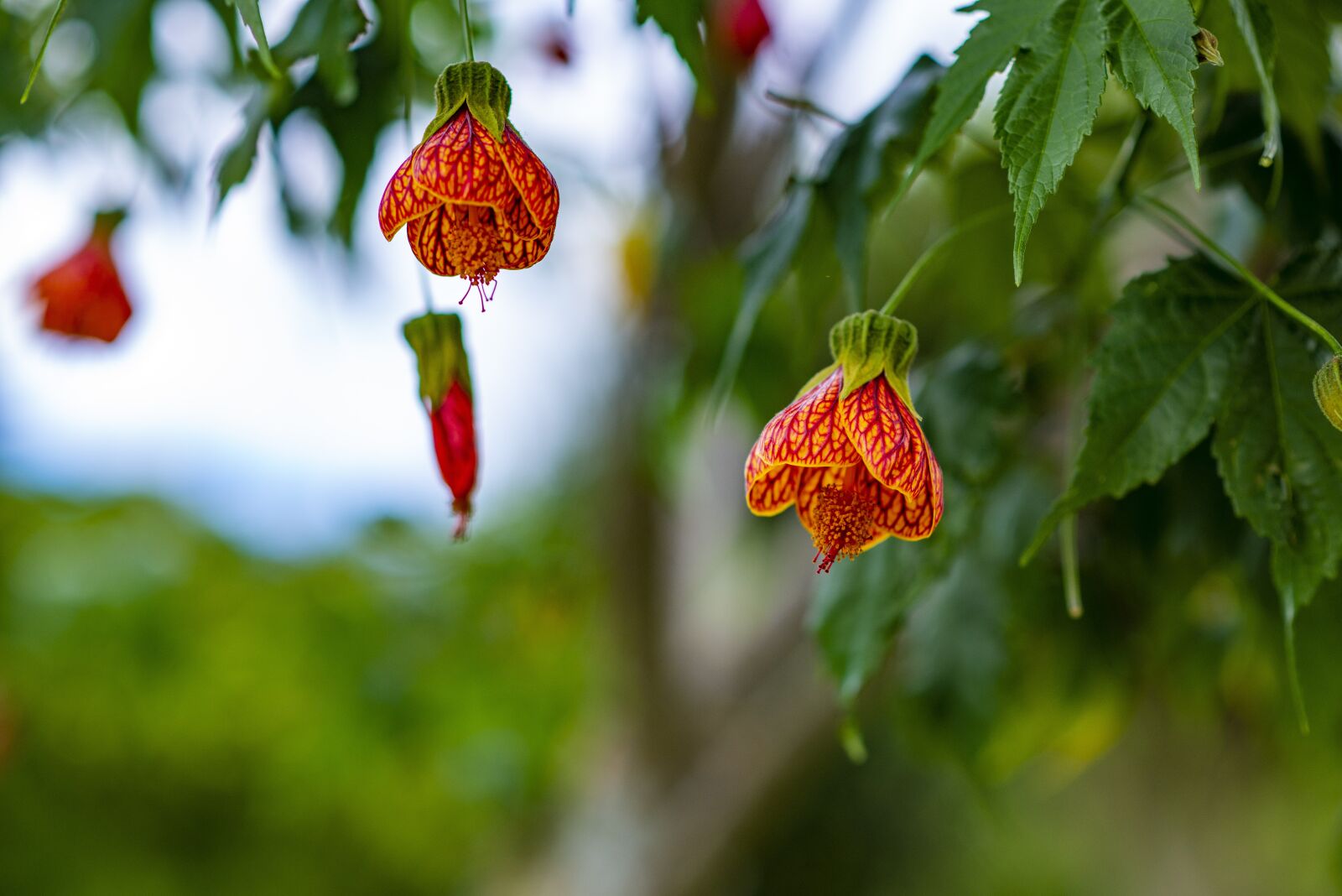 Nikon D600 sample photo. Flower, nature, petals photography
