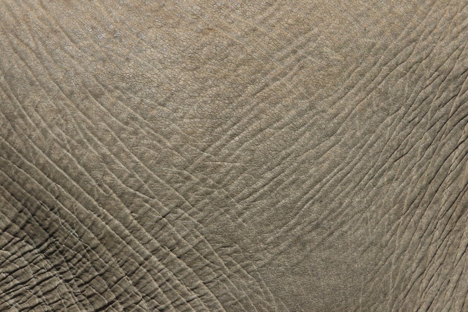 Canon EOS 7D Mark II sample photo. Animal, background, big, elephant photography