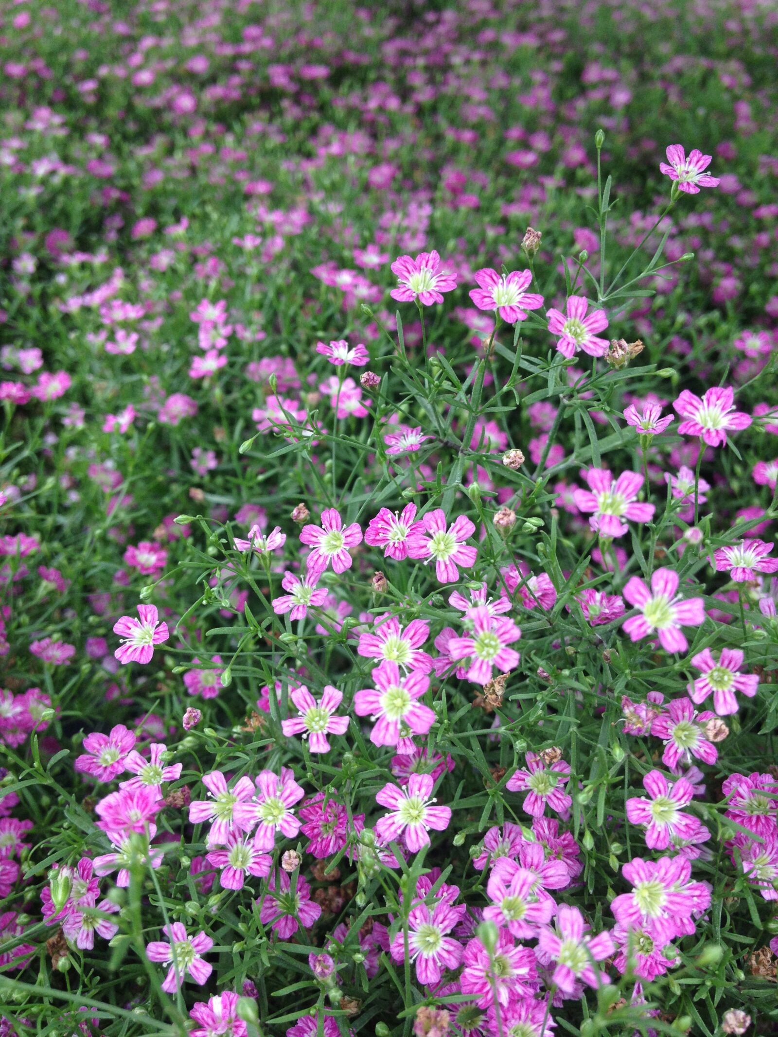 Apple iPhone 4S sample photo. Flowers, bloom, garden photography