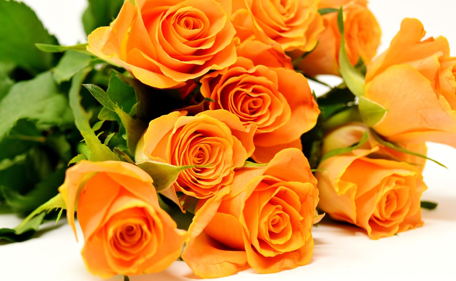 Nikon D7200 sample photo. Roses, flowers, blossom photography