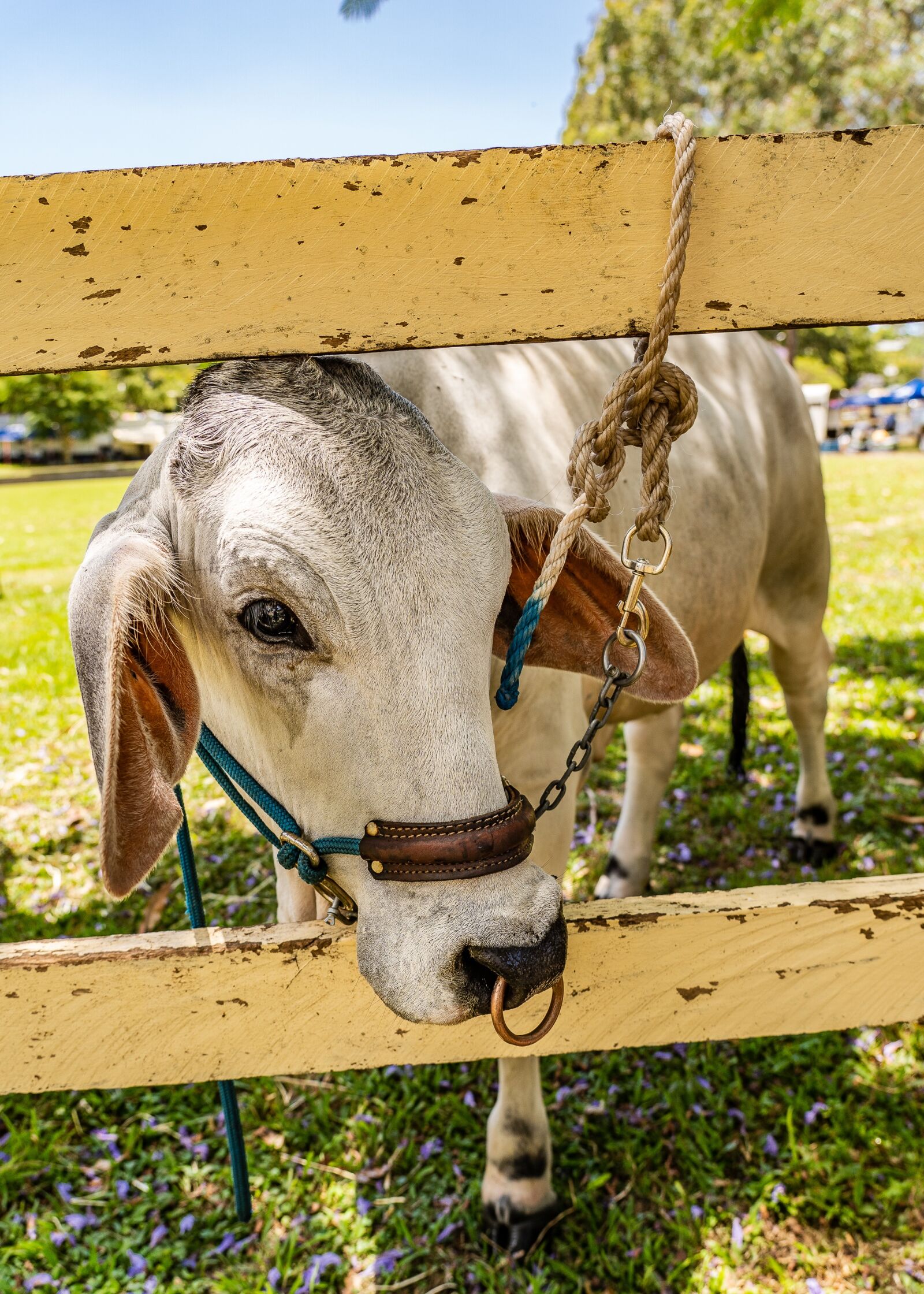 Sony FE 24-105mm F4 G OSS sample photo. Bull, animal, livestock photography