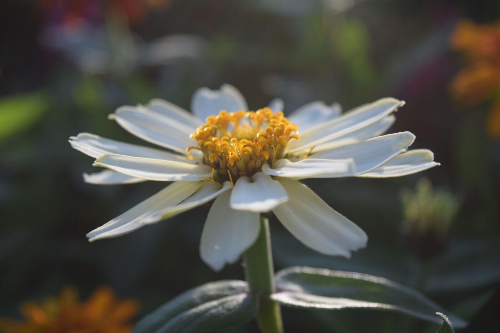 Nikon D3300 sample photo. Blossom, bloom, white photography