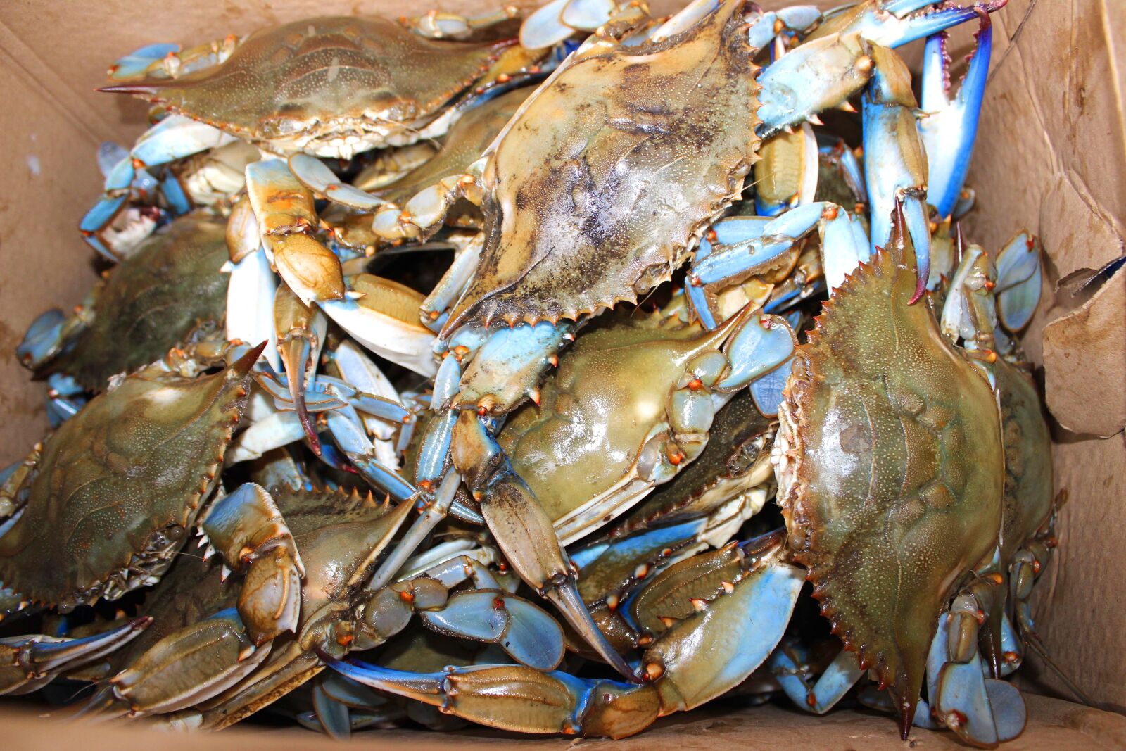 Canon EOS 600D (Rebel EOS T3i / EOS Kiss X5) sample photo. Maryland, blue crab, chesapeake photography