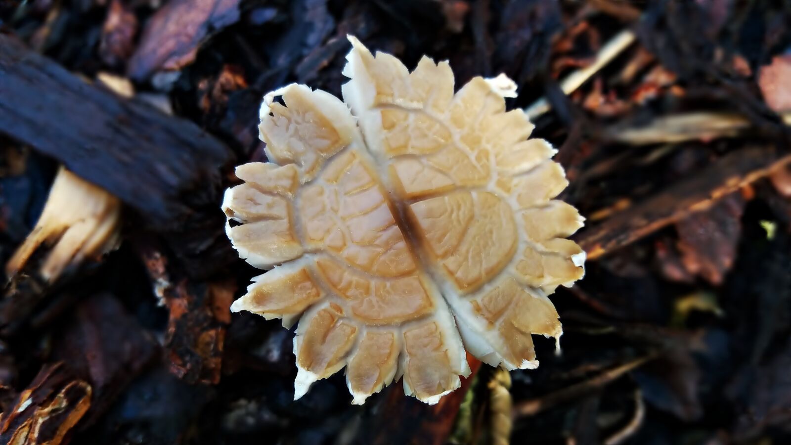 Samsung Galaxy J5 sample photo. Mushroom, plant, nature photography