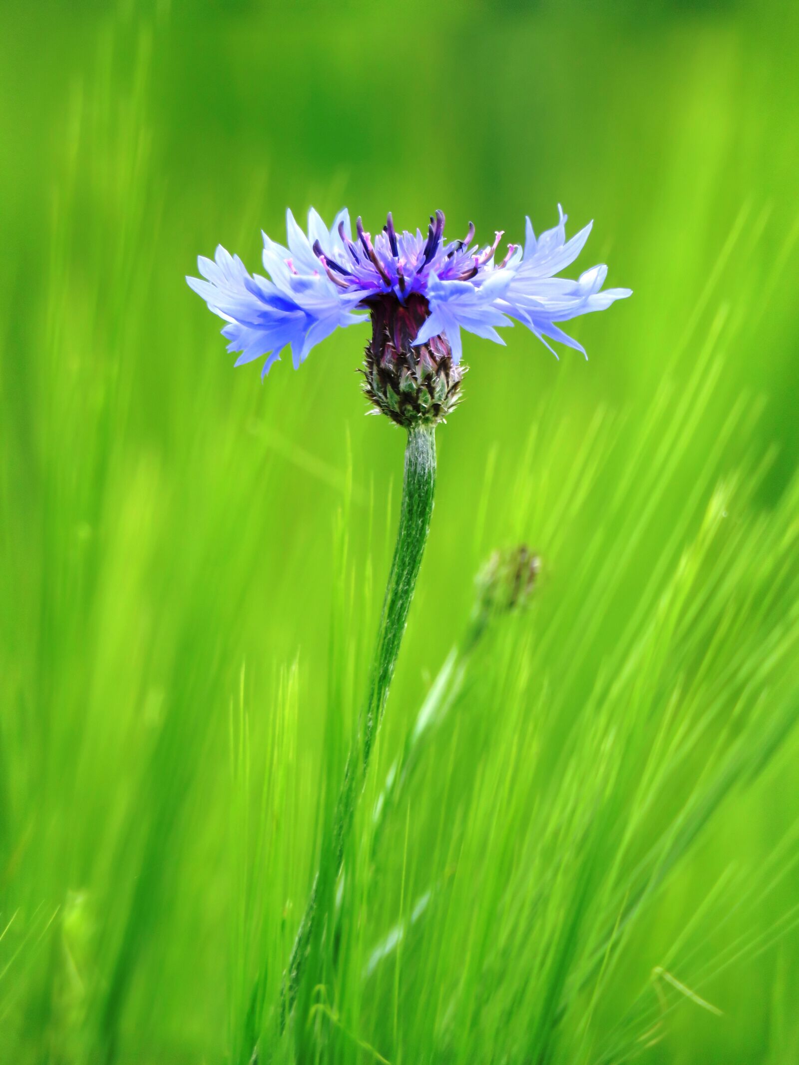 Canon PowerShot SX60 HS sample photo. Cornflower, blue, blossom photography