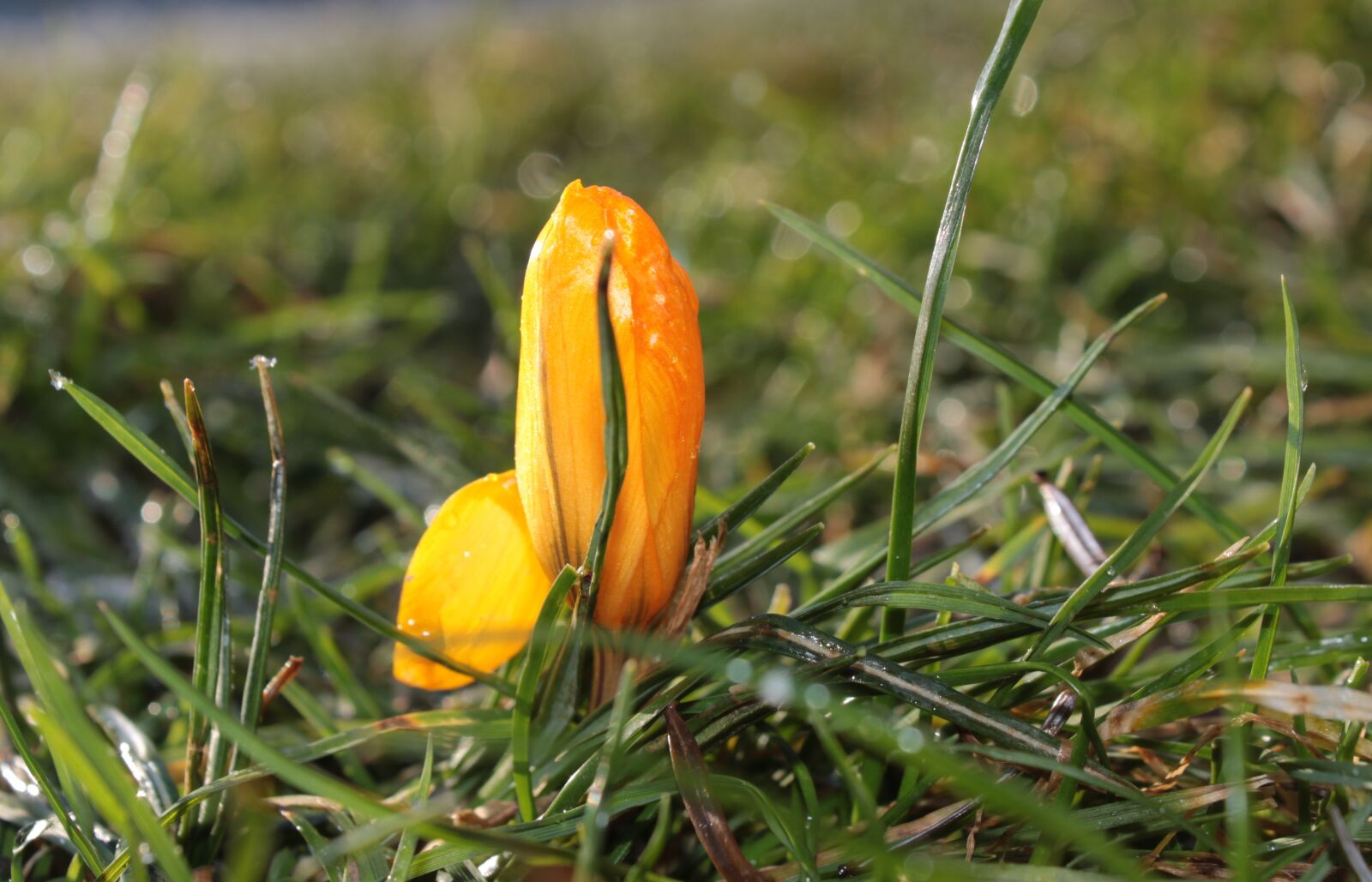 Canon EOS 650D (EOS Rebel T4i / EOS Kiss X6i) sample photo. Crocus, closed, harbinger of photography