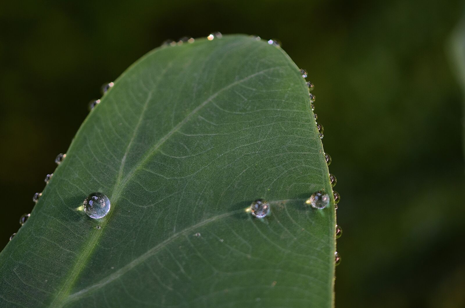 Nikon D7000 sample photo. Leaf, leaves, colorful photography