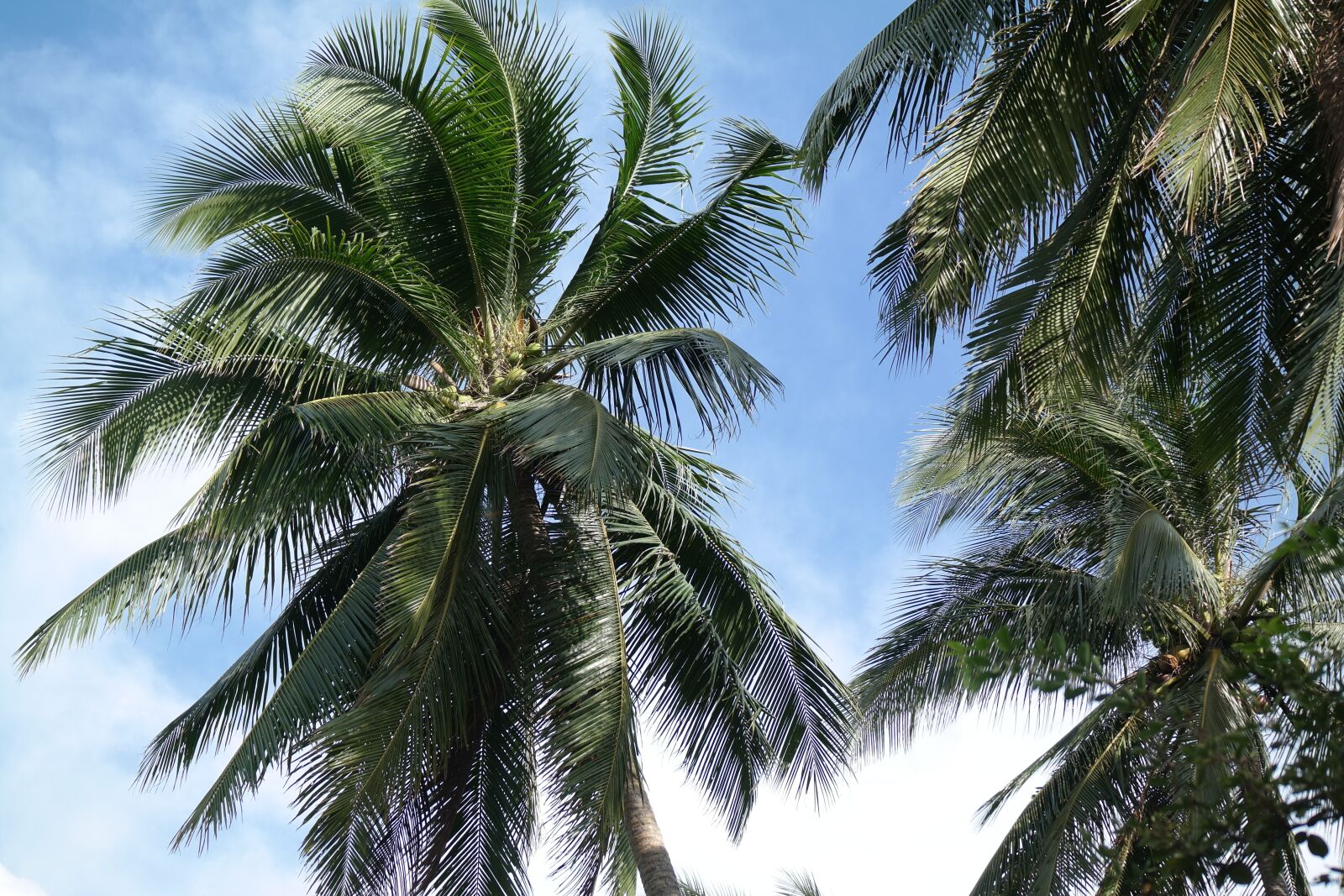 NX 50-200mm F4-5.6 sample photo. Palm, coconut, tree photography