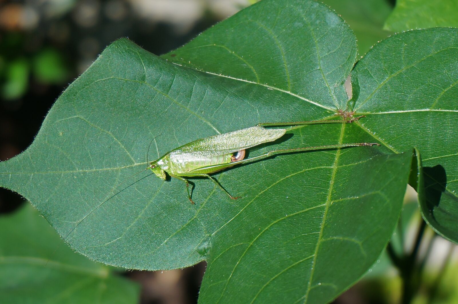 Sony Alpha NEX-5T sample photo. Sunbathing grasshopper on cotton photography