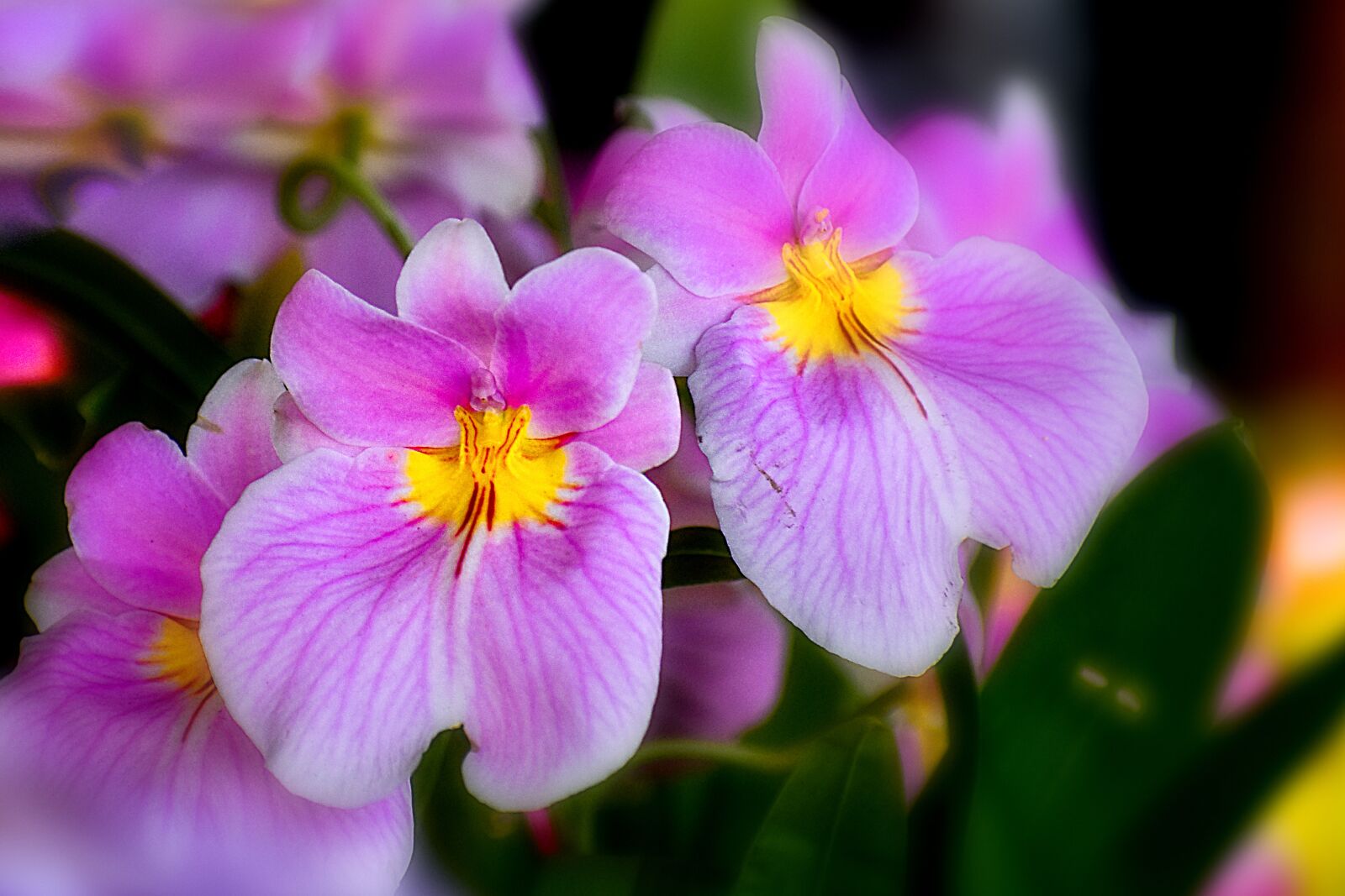 Nikon D3400 sample photo. Orchid, flower, spring photography