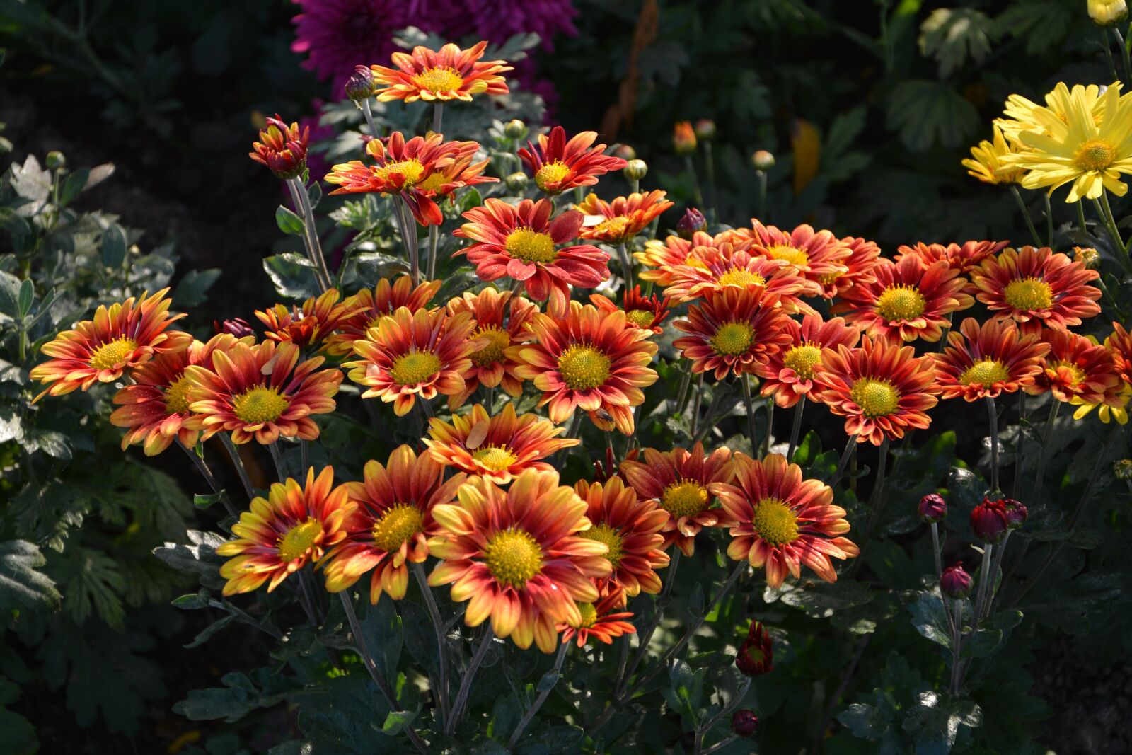 Nikon D7100 sample photo. Flower, chichewa live, vivid photography