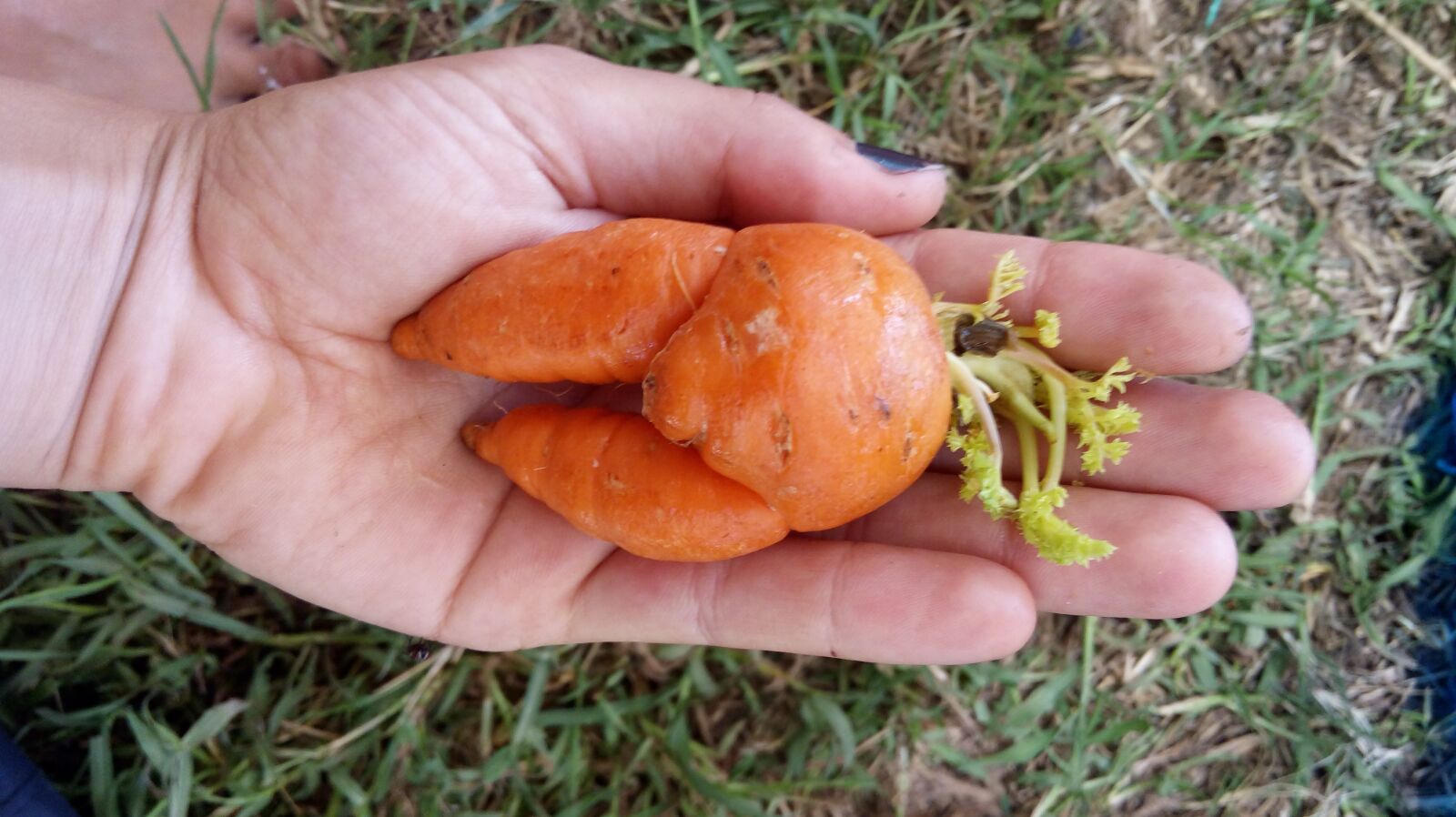 LG K430DS sample photo. Hand, garden, carrot photography
