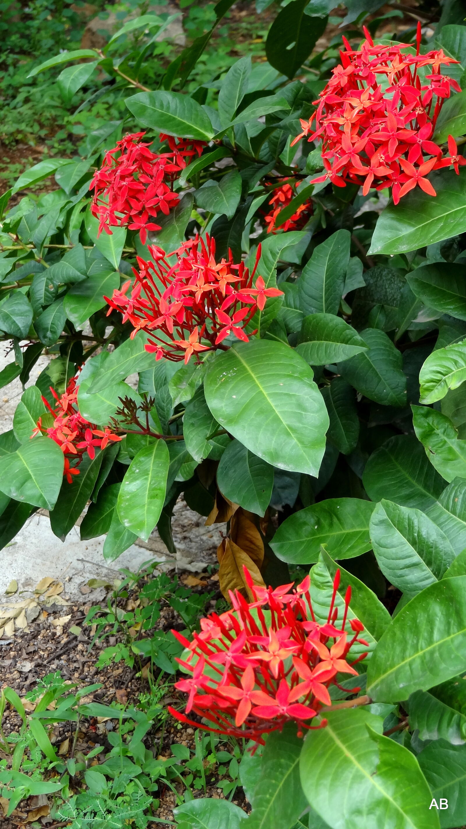 Sony Cyber-shot DSC-HX9V sample photo. Flower, bunches photography
