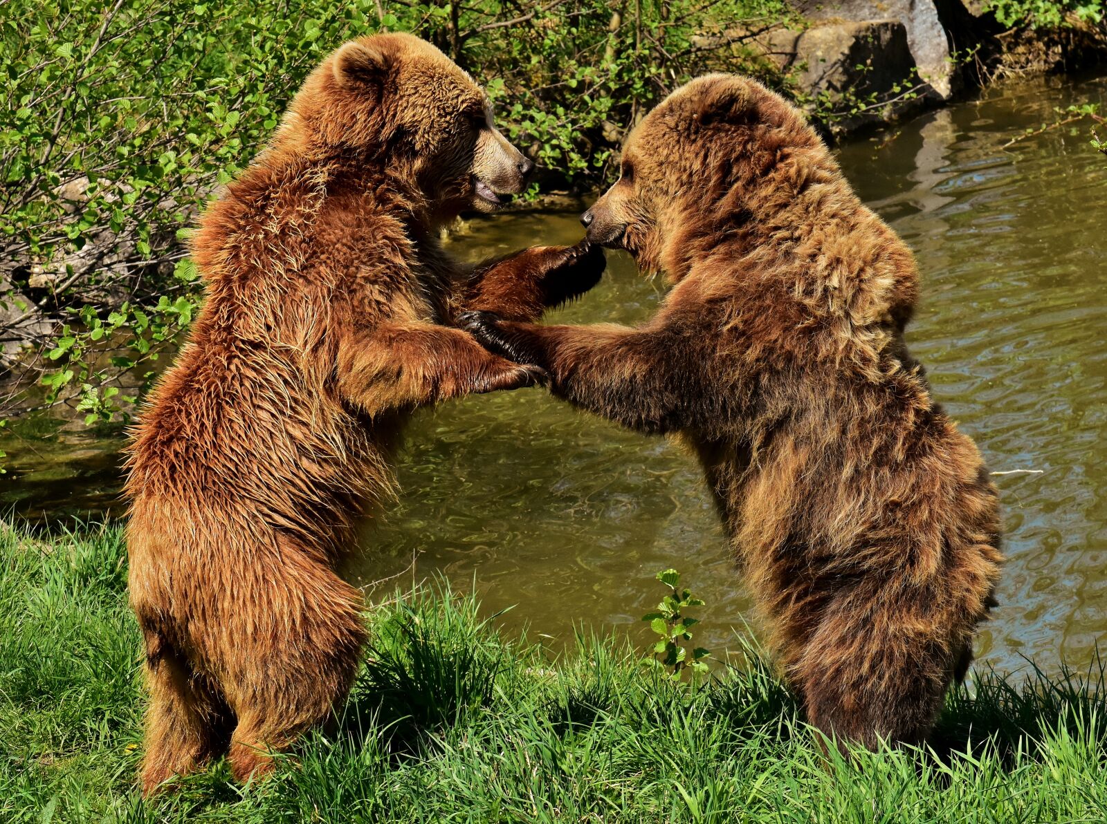 Nikon D7200 sample photo. European brown bear, play photography