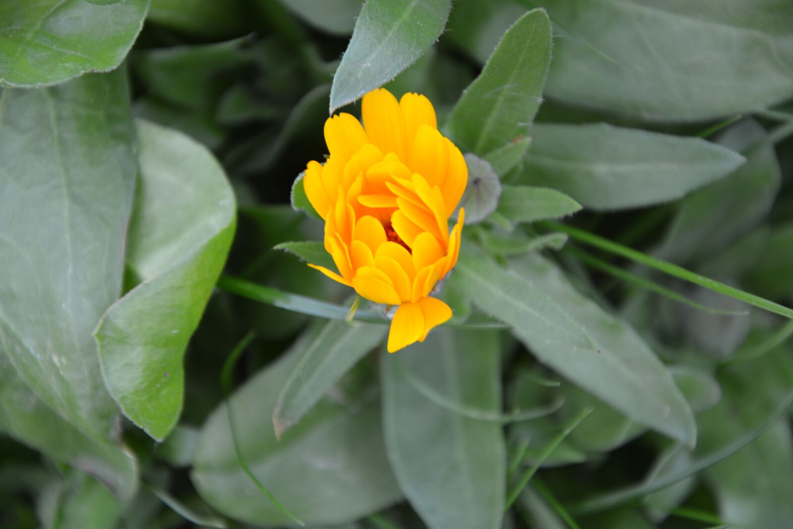 Nikon D5200 sample photo. Flower, color orange, blossomed photography