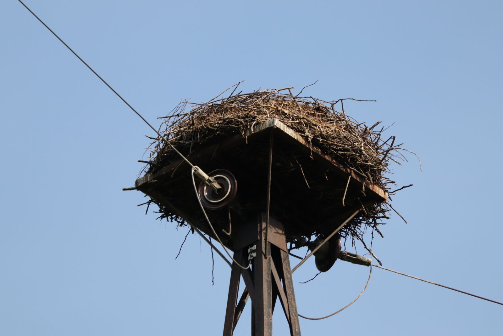 Canon EF 70-300 F4-5.6 IS II USM sample photo. Nest, birds, eggs photography