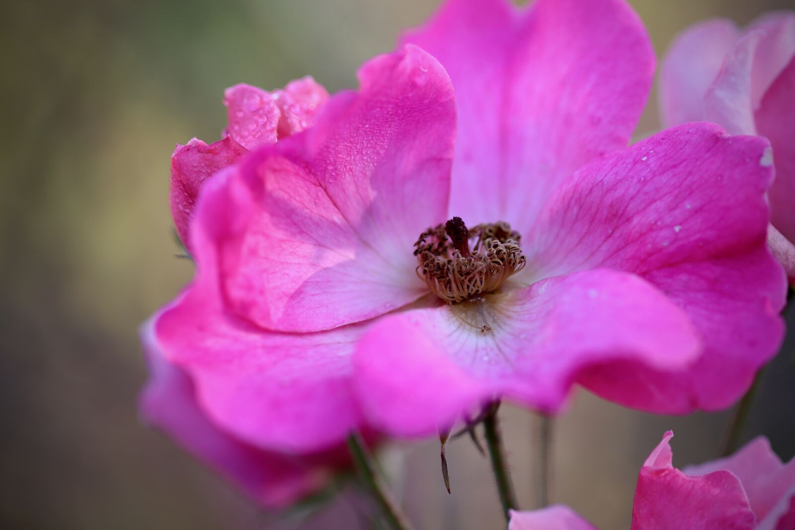 Canon EOS 800D (EOS Rebel T7i / EOS Kiss X9i) sample photo. Rose, rose bloom, petals photography