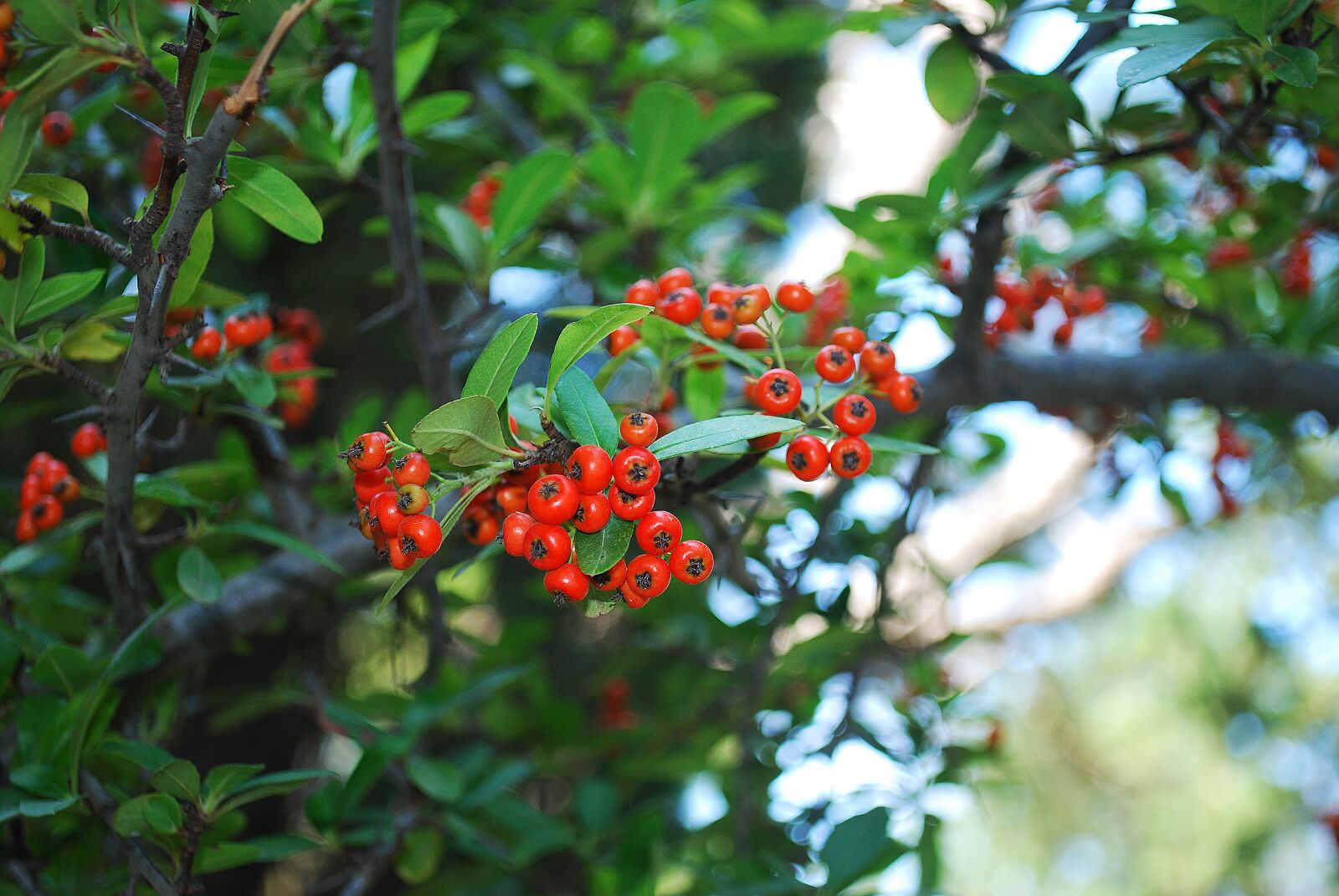 Nikon D60 sample photo. Group, plant, spikes photography