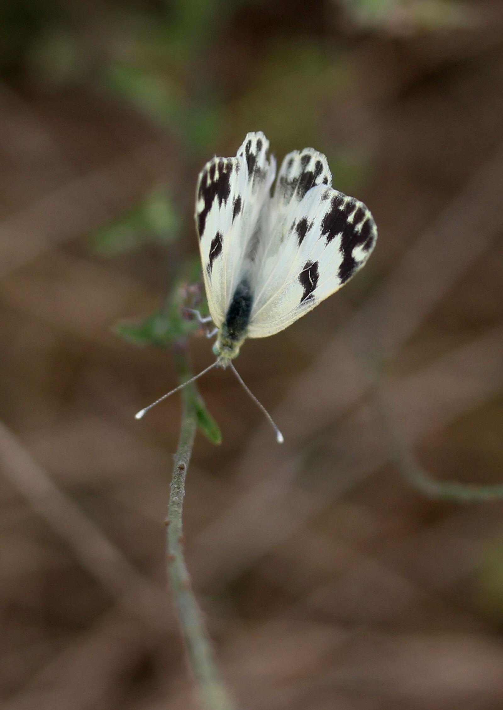 Canon EF-S 60mm F2.8 Macro USM sample photo. Butterfly, white, black photography