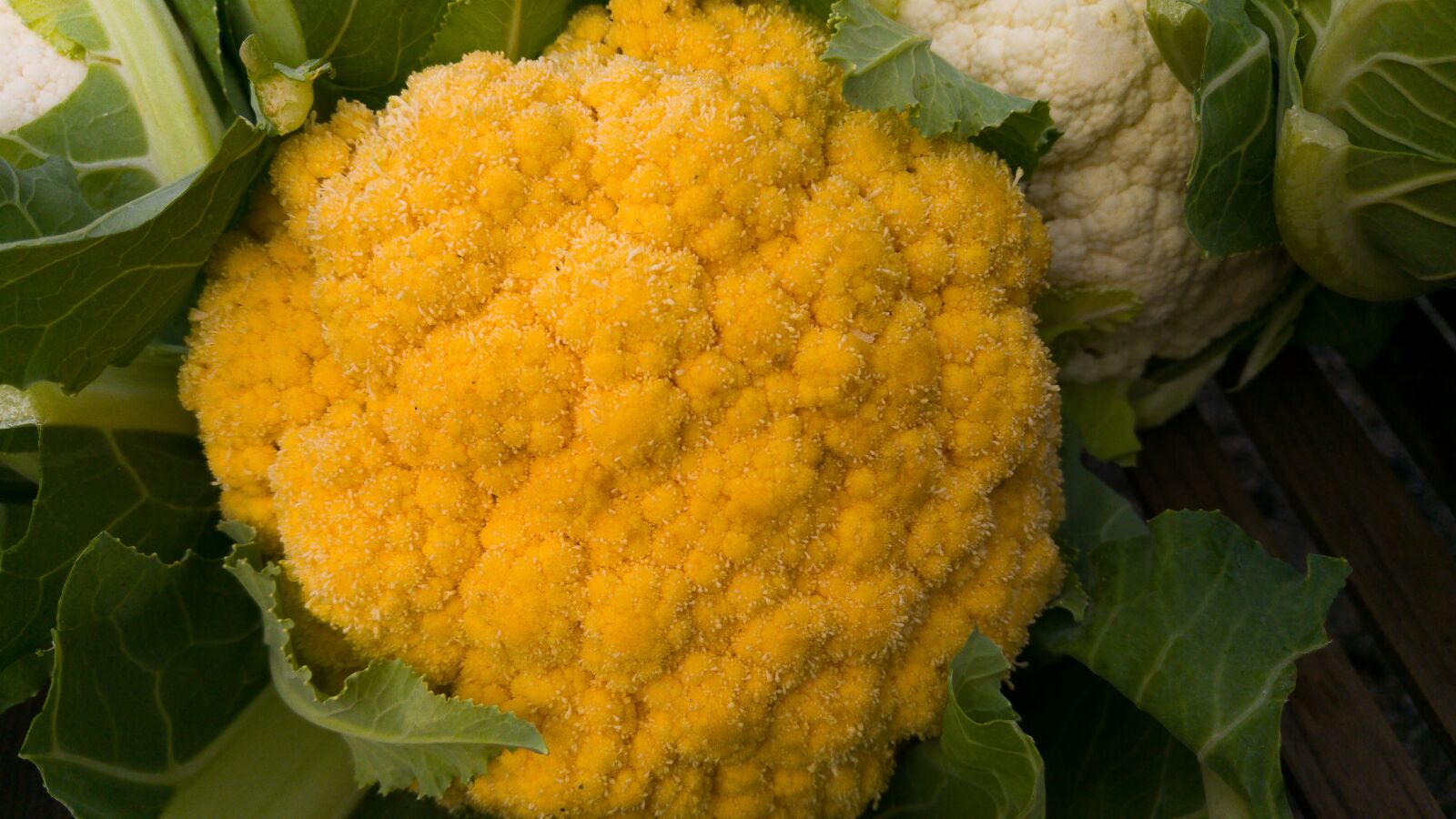 LG G4 sample photo. Cauliflower, yellow, white vegetables photography