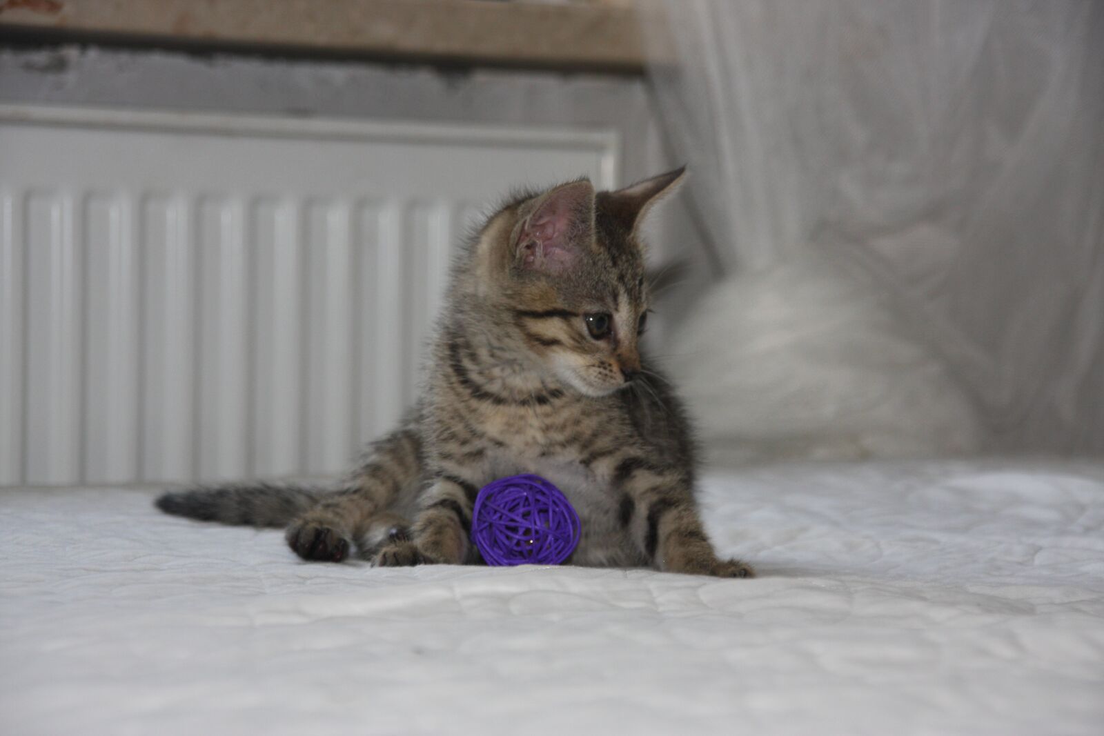 Canon EOS 40D sample photo. Cat, dachowiec, kitten photography