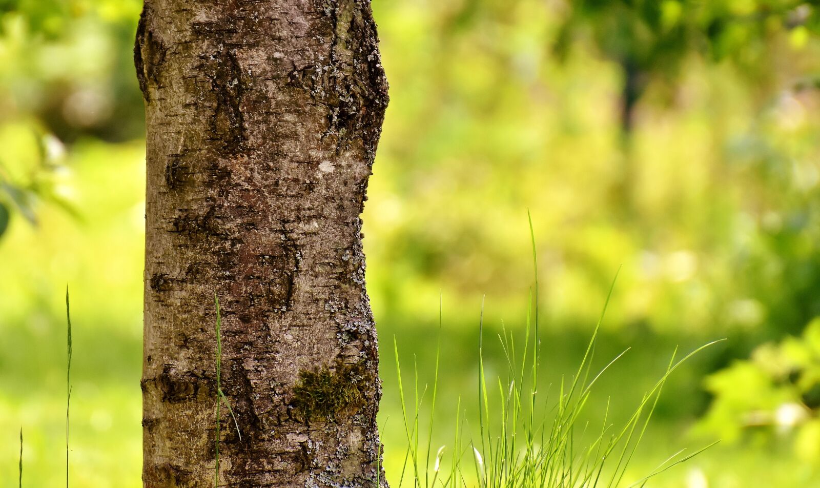 Nikon D7200 sample photo. Tree, grass, garden photography