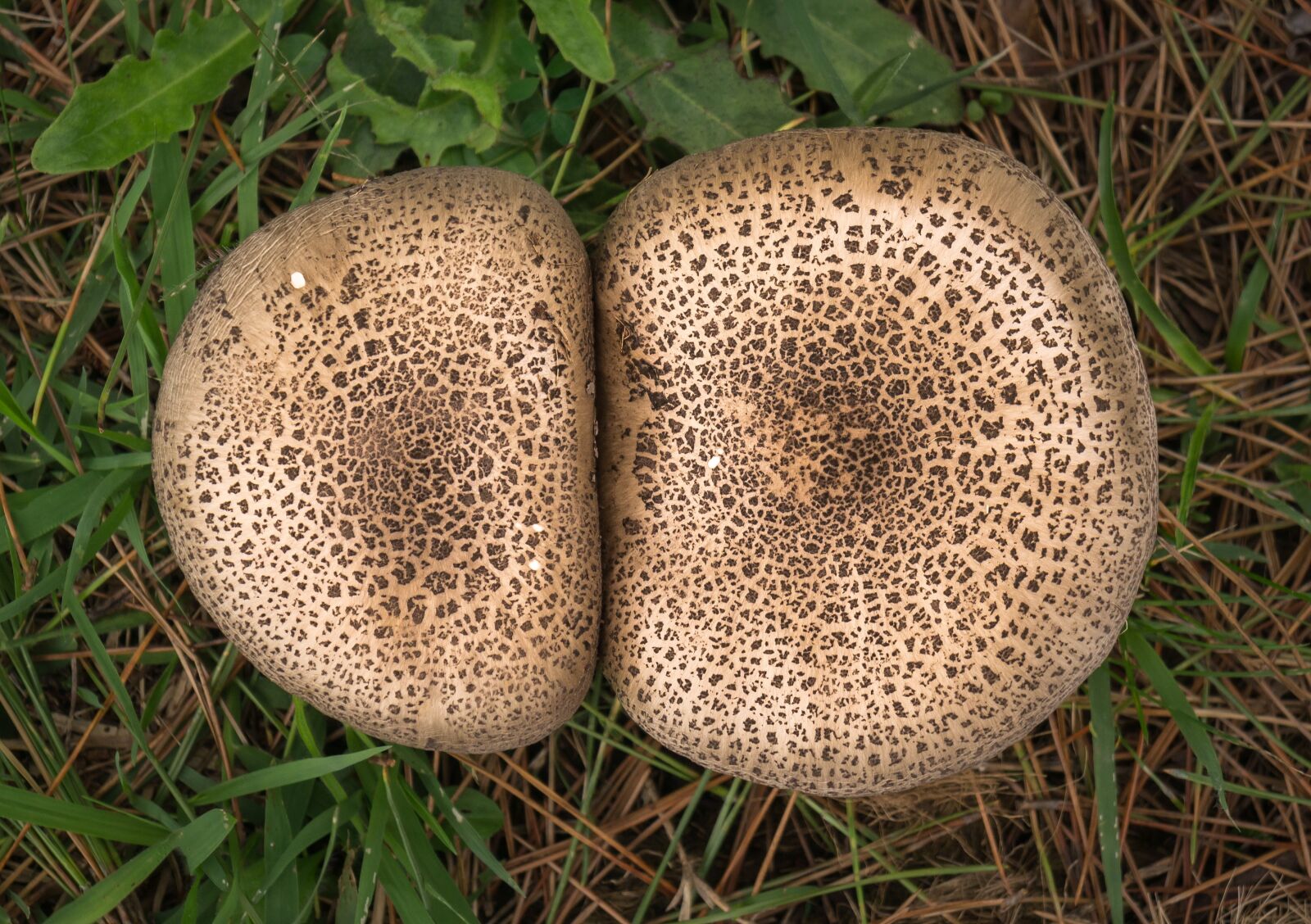 Sony Alpha NEX-5N sample photo. Mushroom, nature, forest photography