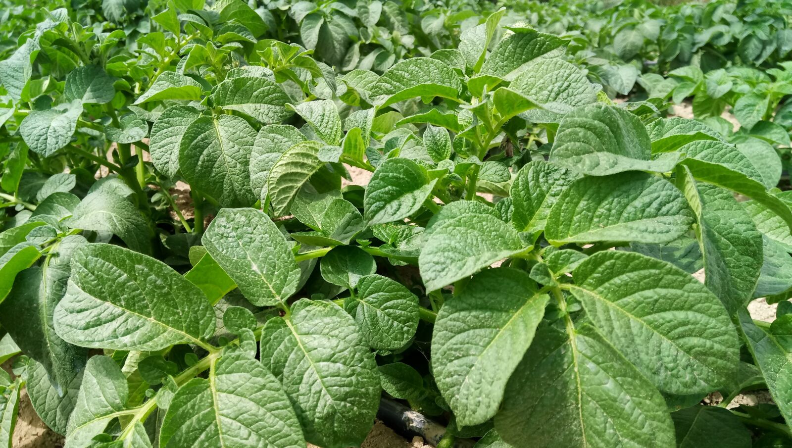 ASUS ZenFone 3s Max (ZC521TL) sample photo. Potatoes, potato plant, πατατιά photography