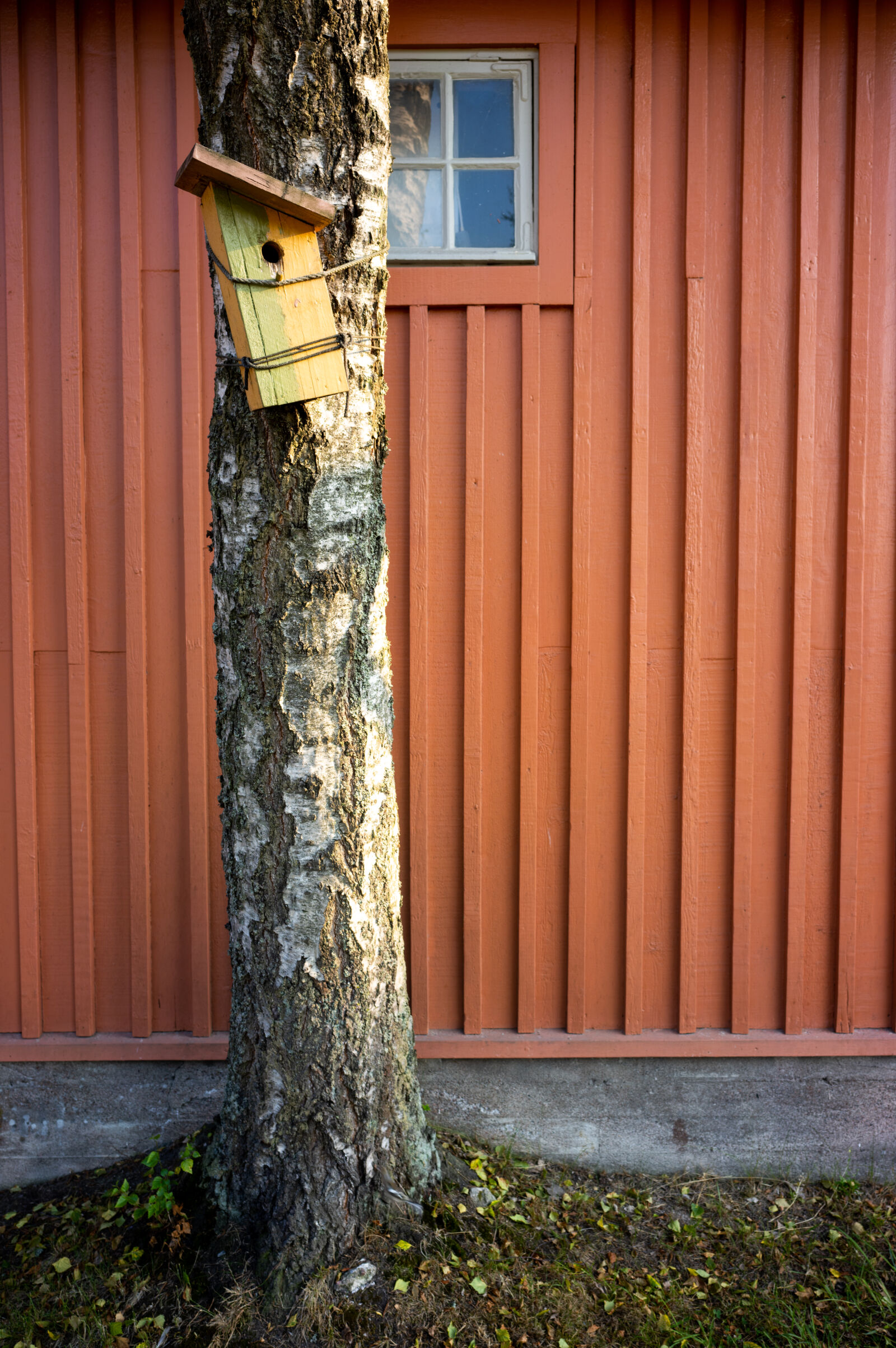 Sigma fp L sample photo. Bird house tree photography