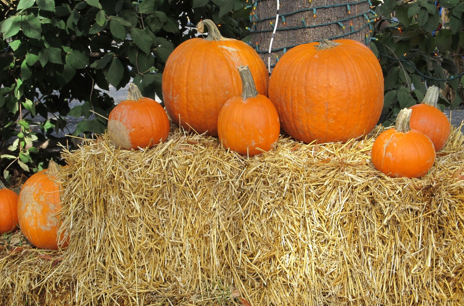 Canon PowerShot SX130 IS sample photo. Pumpkins, display, agriculture photography