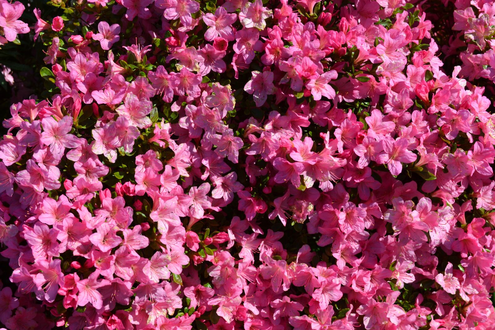 Nikon D3100 sample photo. Flowers, pink flowers, rhododendron photography