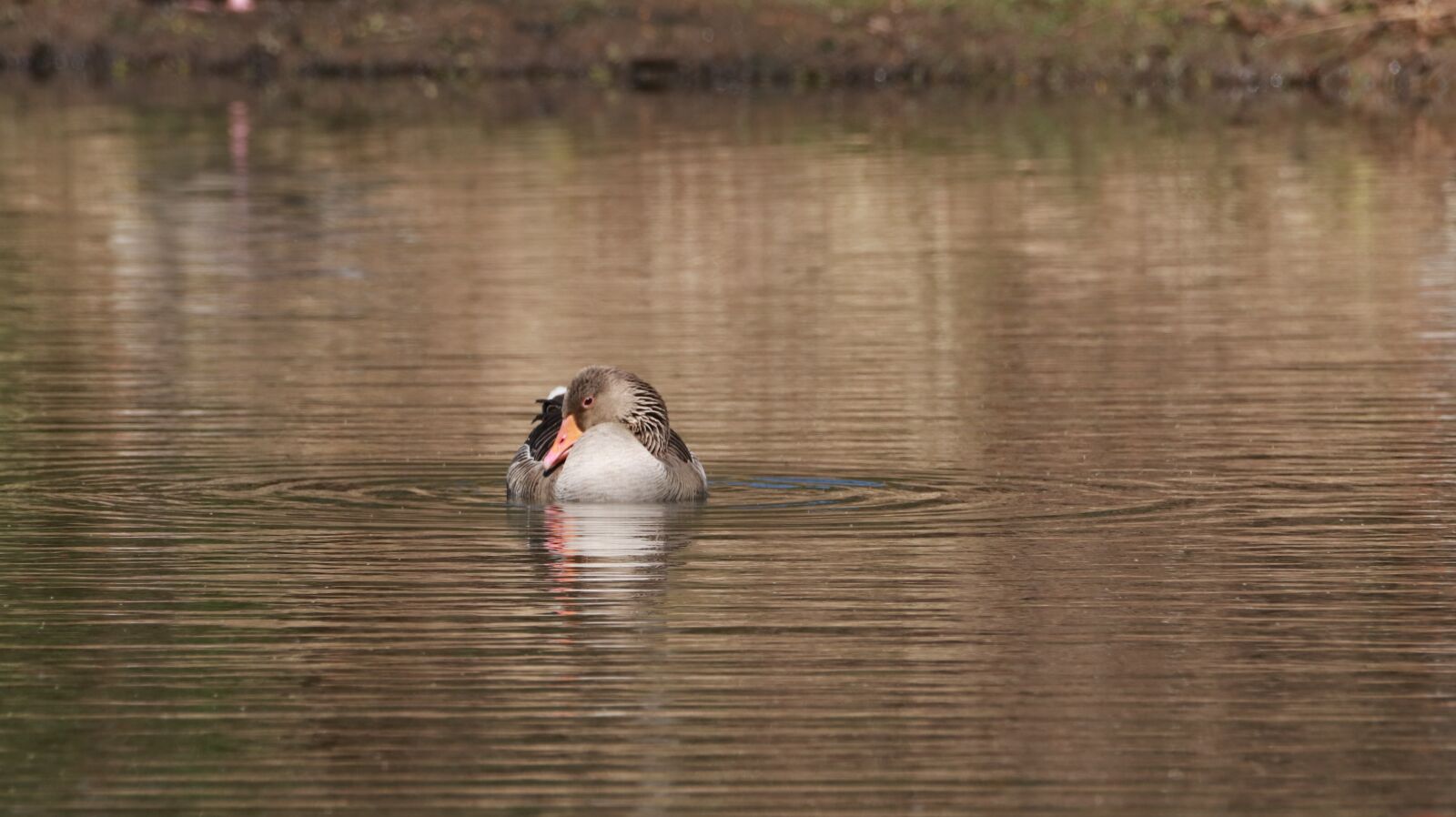 150-600mm F5-6.3 DG OS HSM | Contemporary 015 sample photo. Lake, spring, nature photography