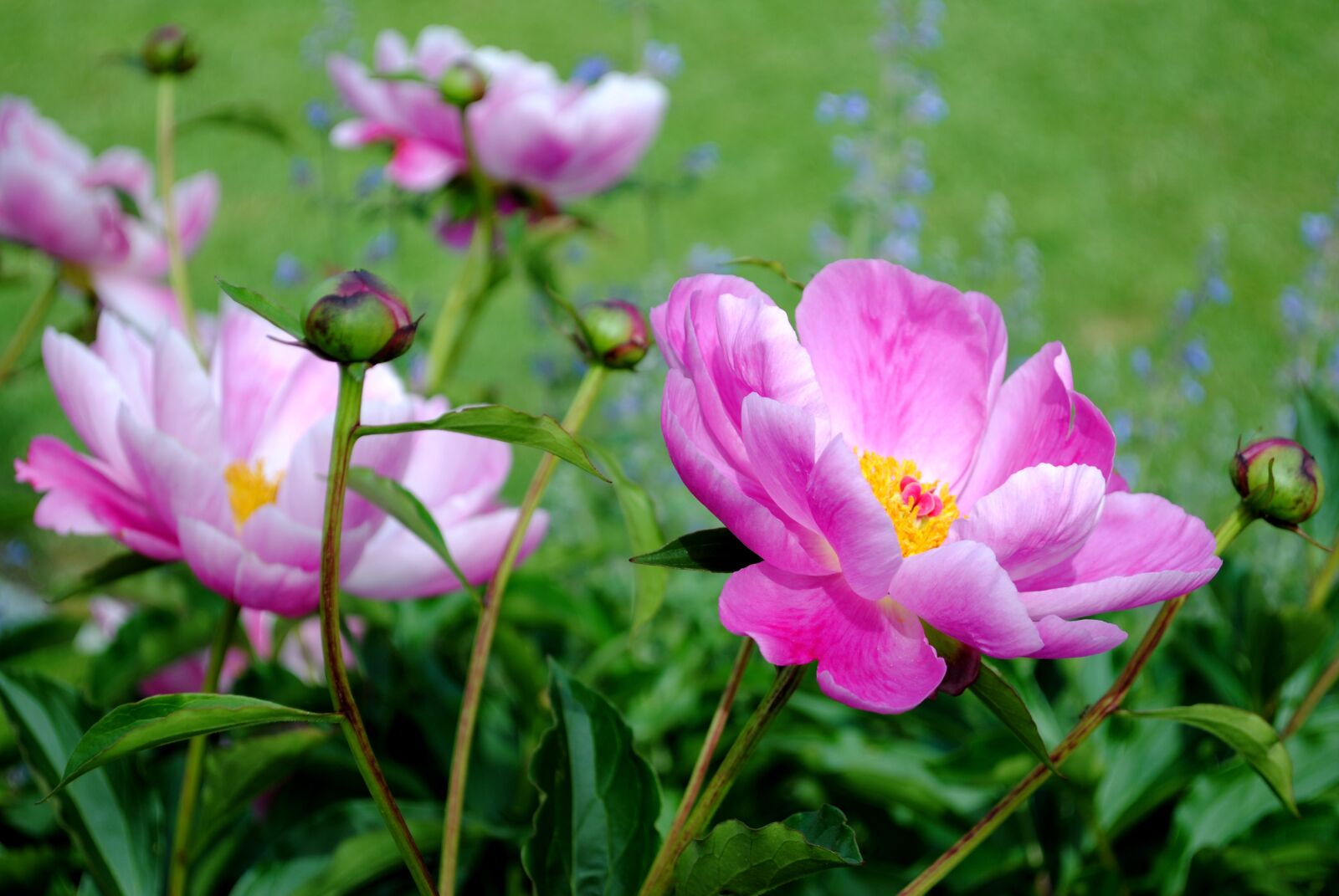 Nikon D3000 sample photo. Flower, meadow, nature photography