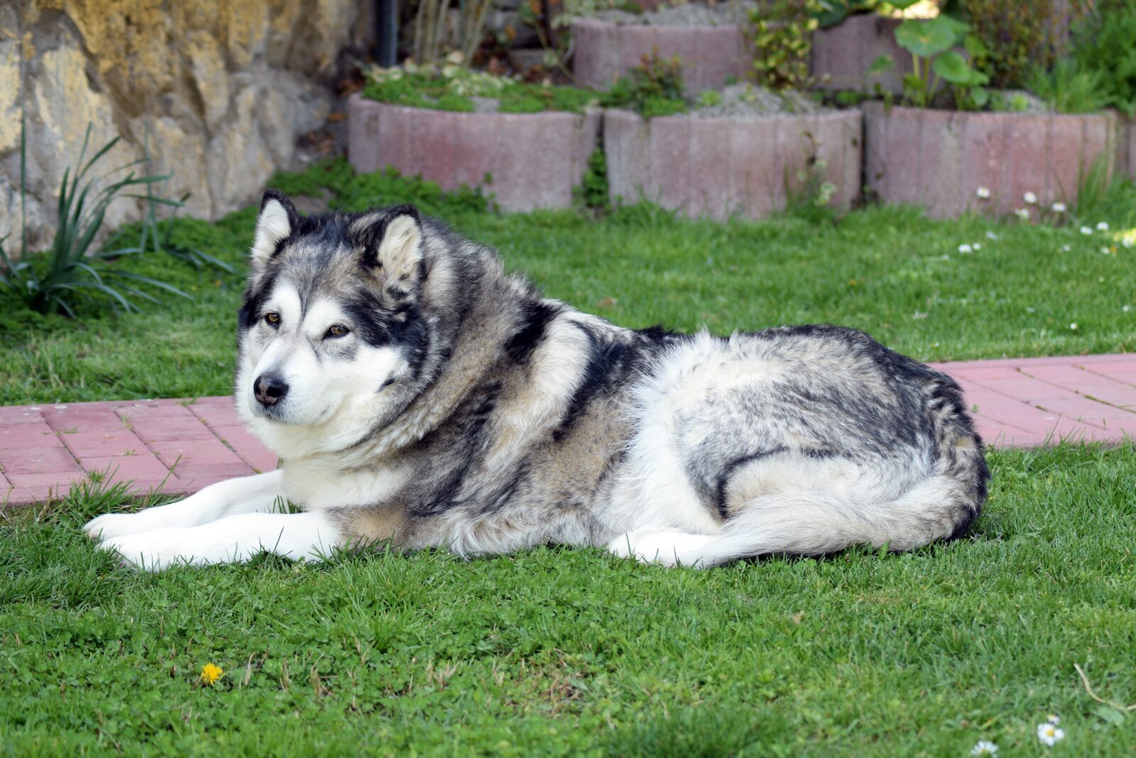 Nikon D3300 sample photo. Alaskan-malamute, malamute, dog photography