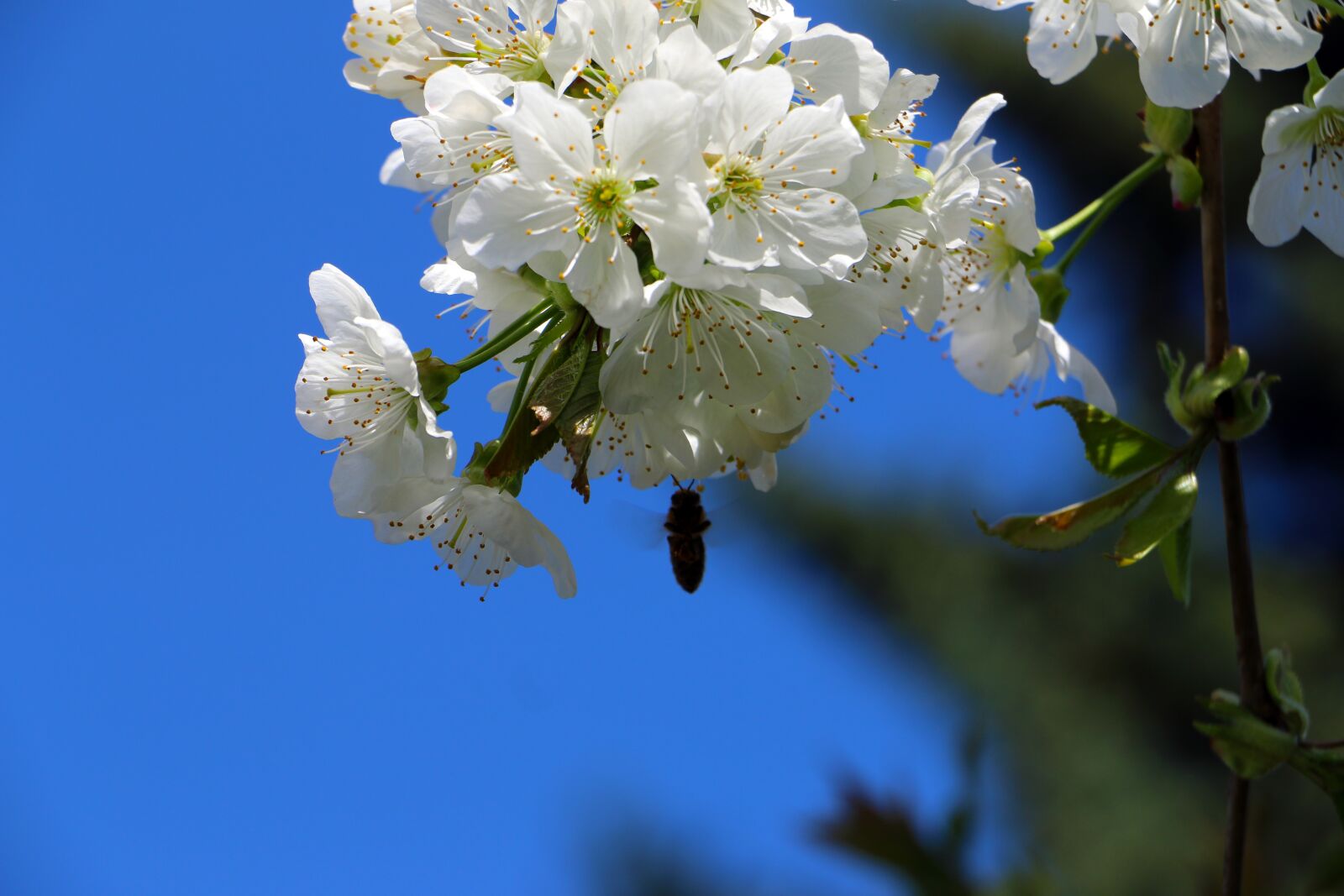 Canon EOS 70D sample photo. Cherry blossom, bee, nature photography