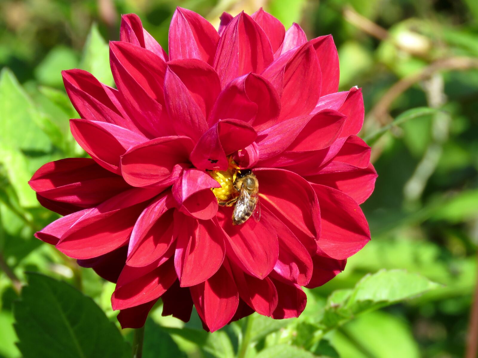 Canon PowerShot SX60 HS sample photo. Flower, dahlia, bee photography